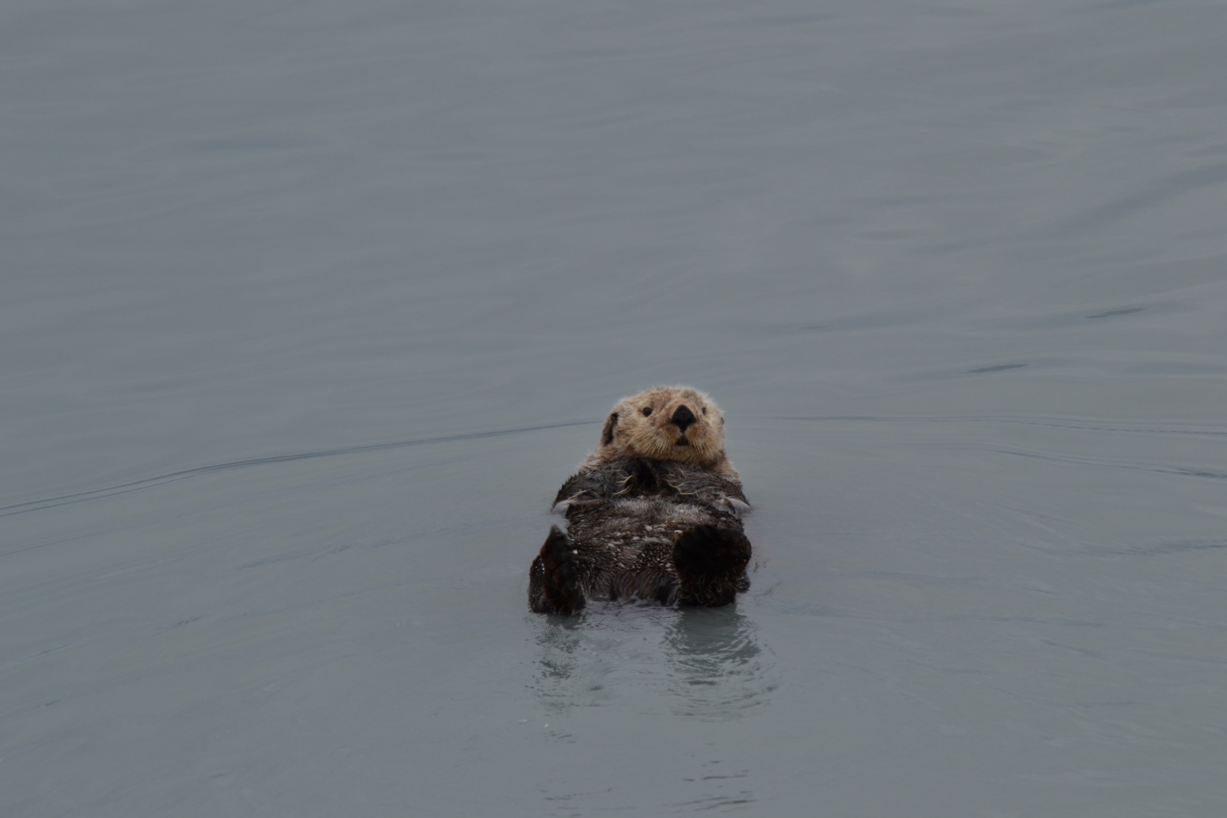 Sea Otter (Alaska)