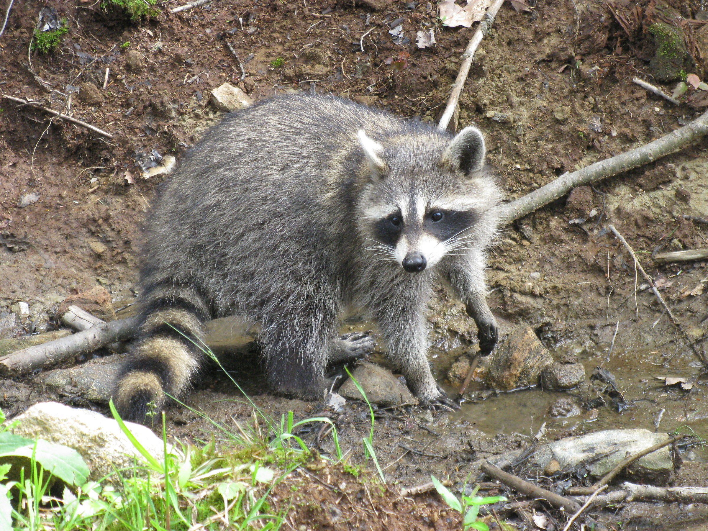 Raccoon (canada)