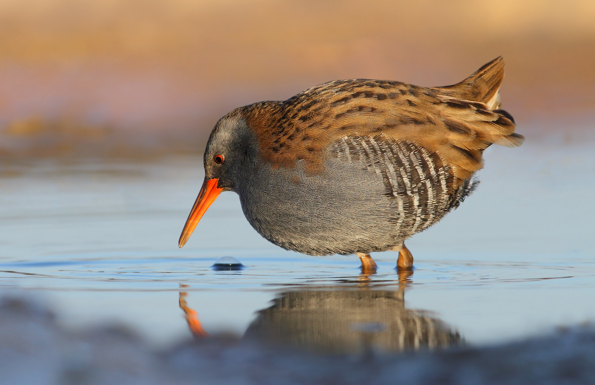 Water Rail