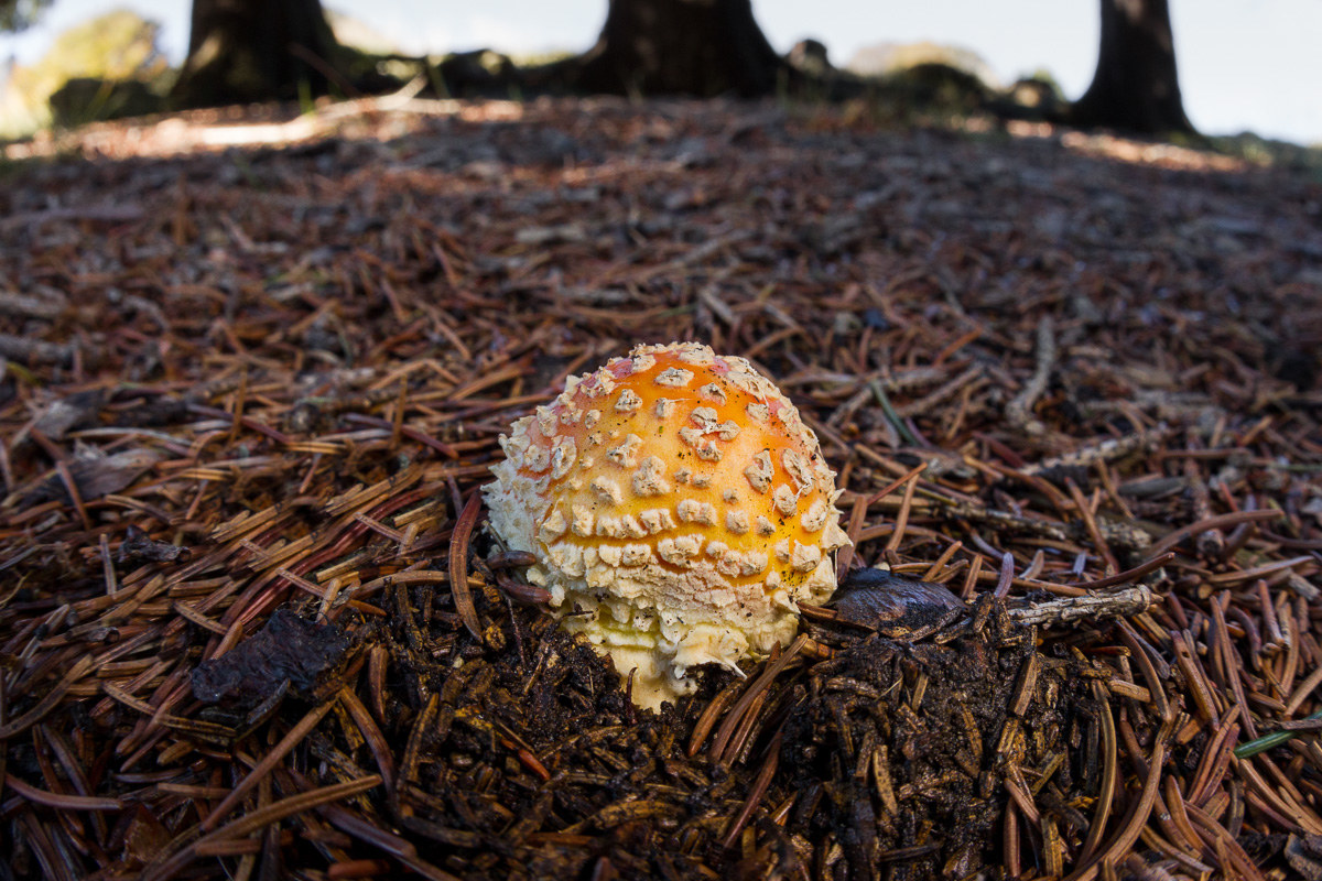 L'Amanita muscaria che nasce...