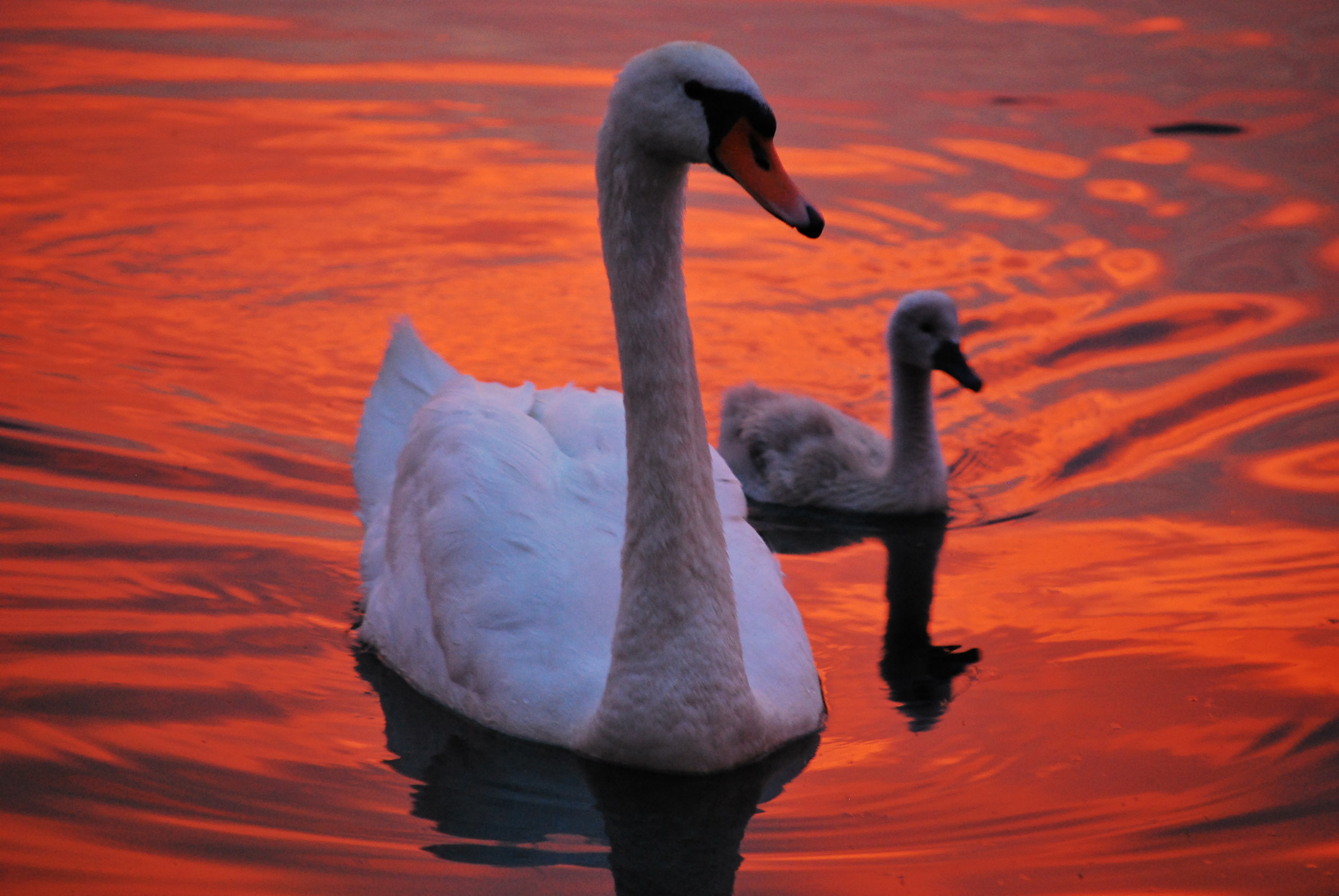 Swan in the lake of fire