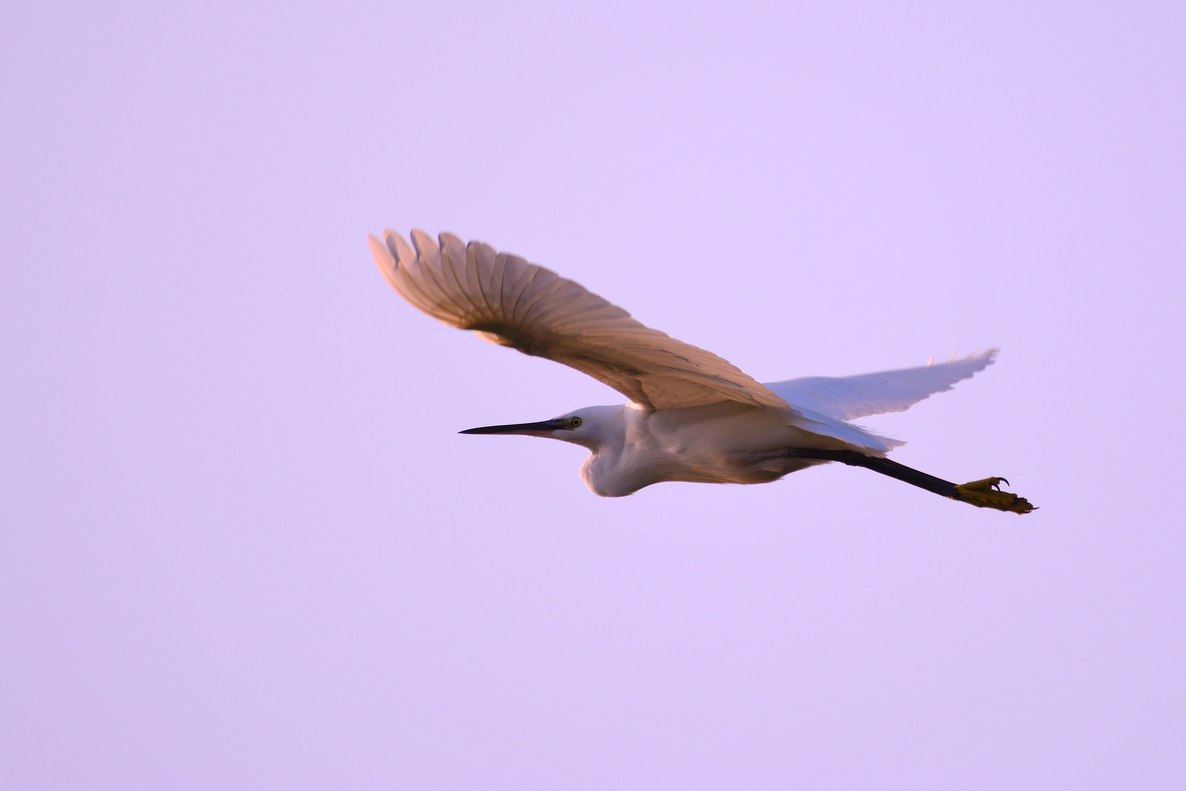 dusk egret