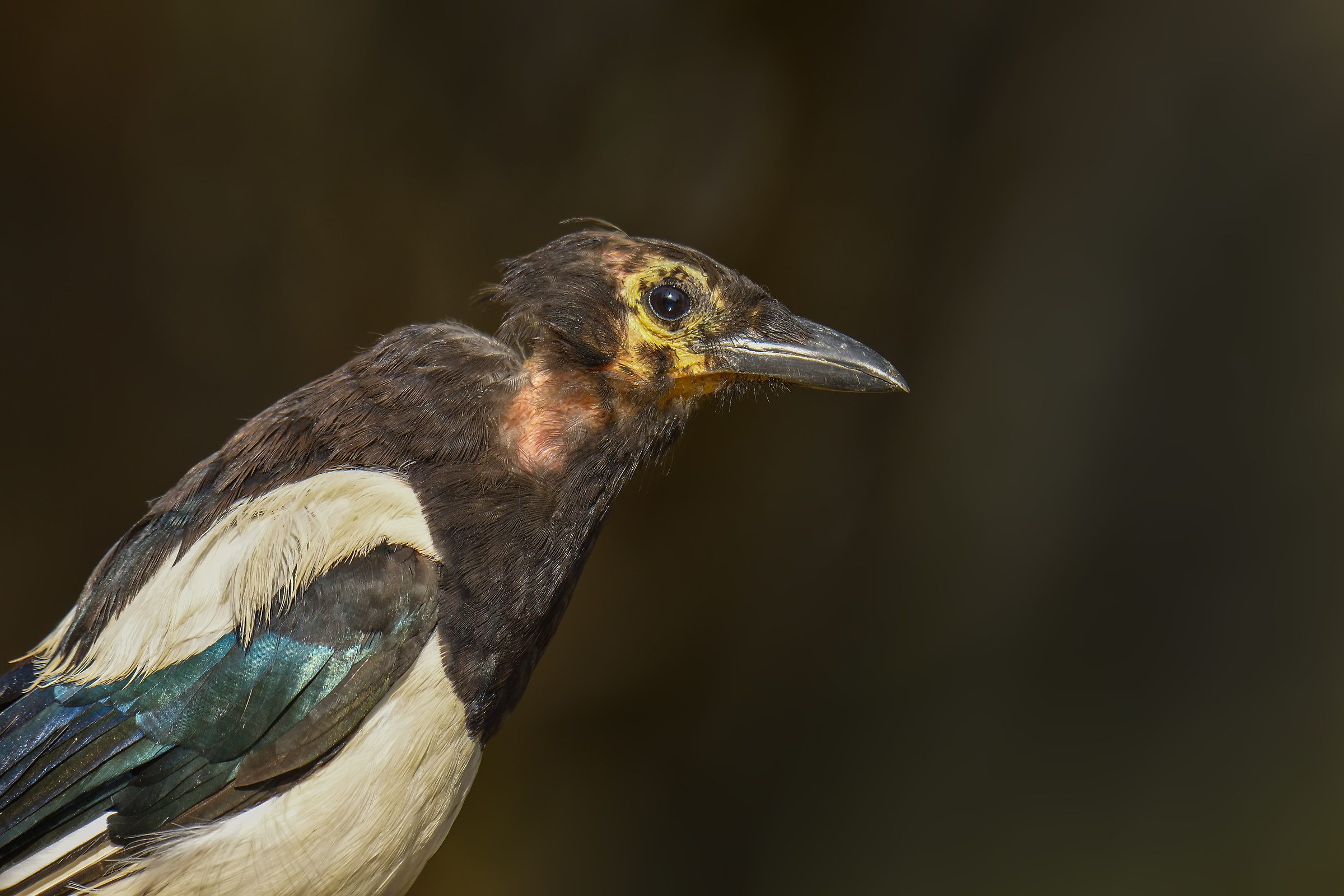 Eurasian Magpie / Pica pica