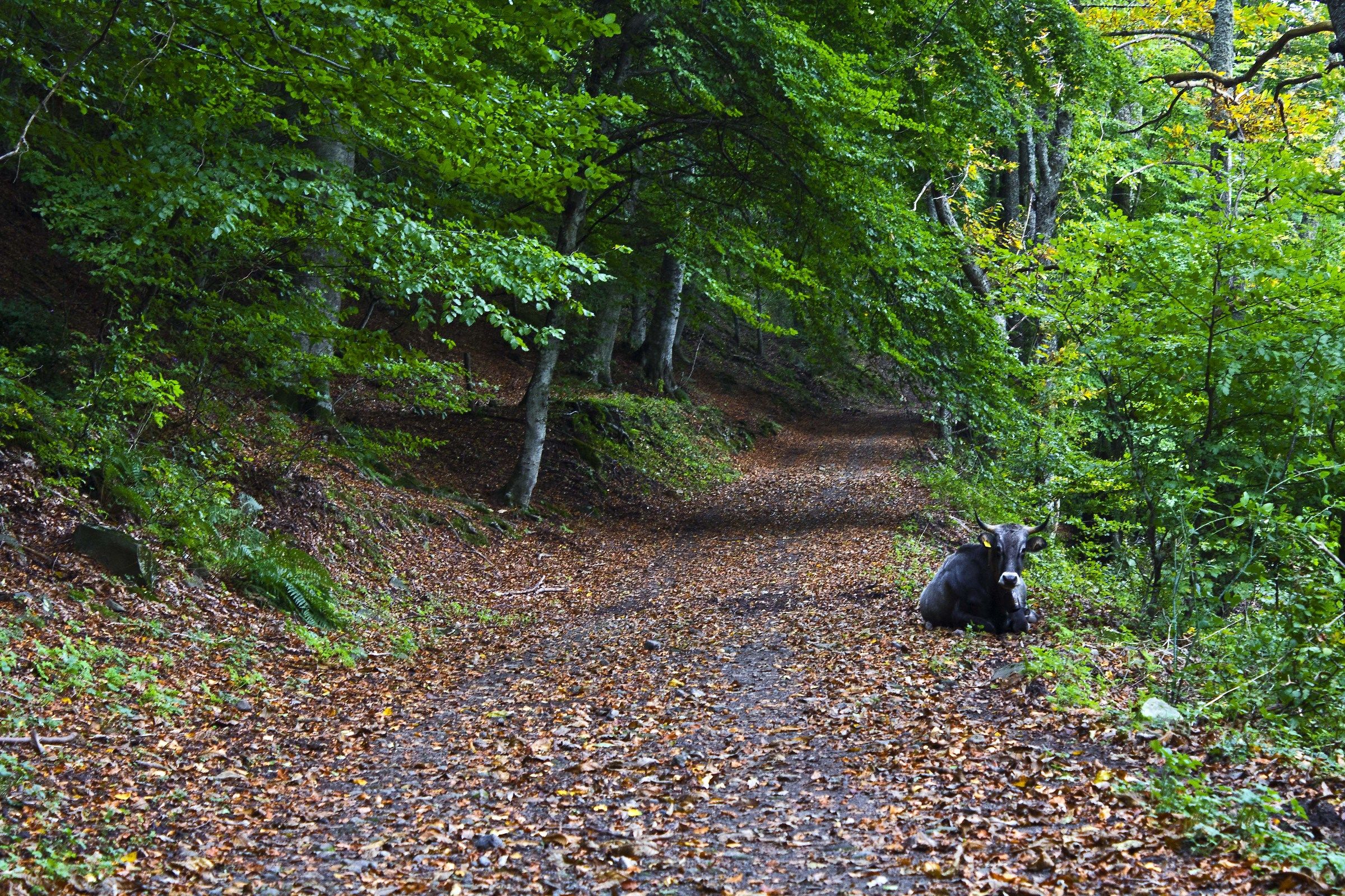 Va bene va bene torno indietro !!!