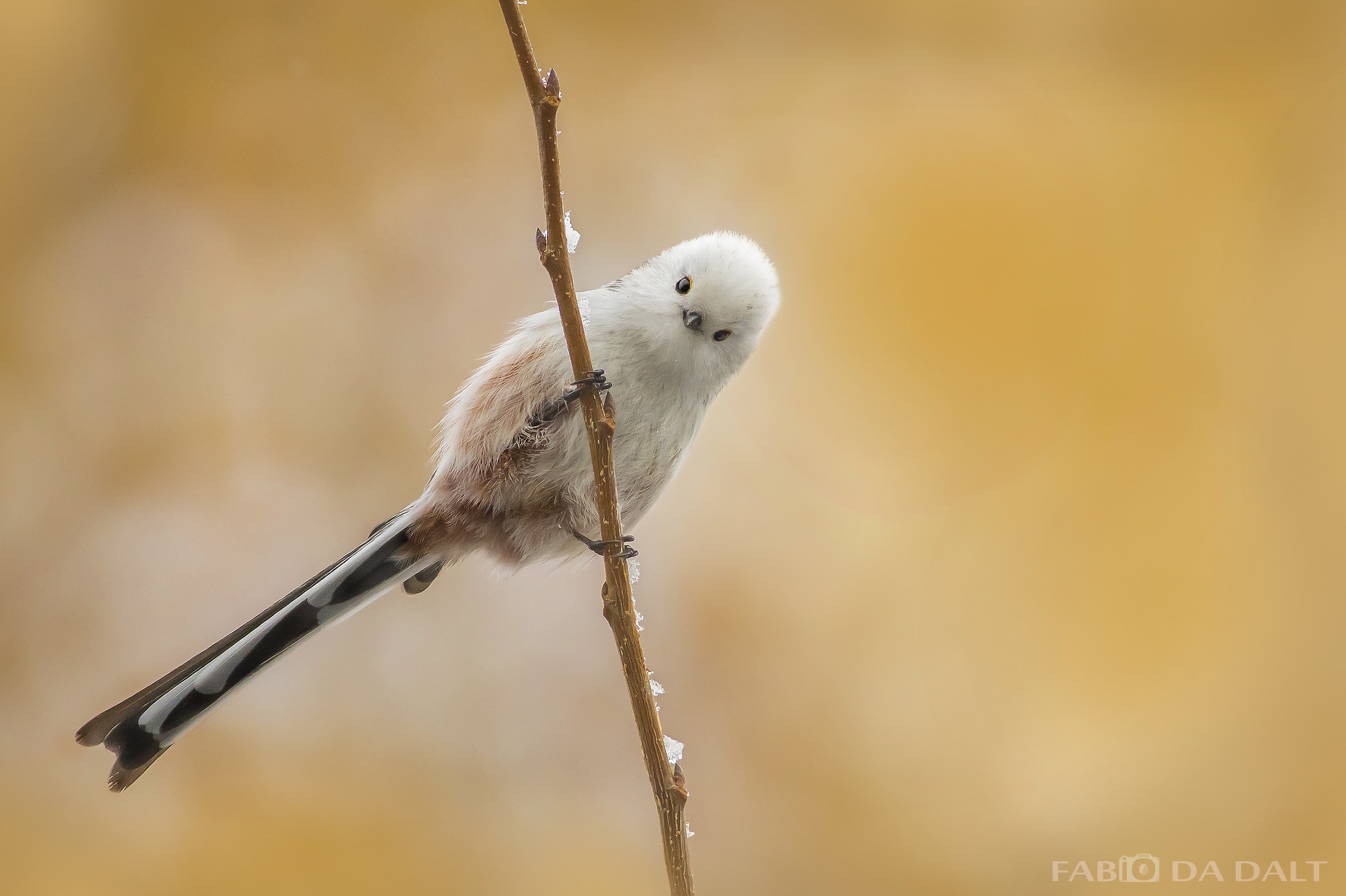 Codibugnolo White Head
