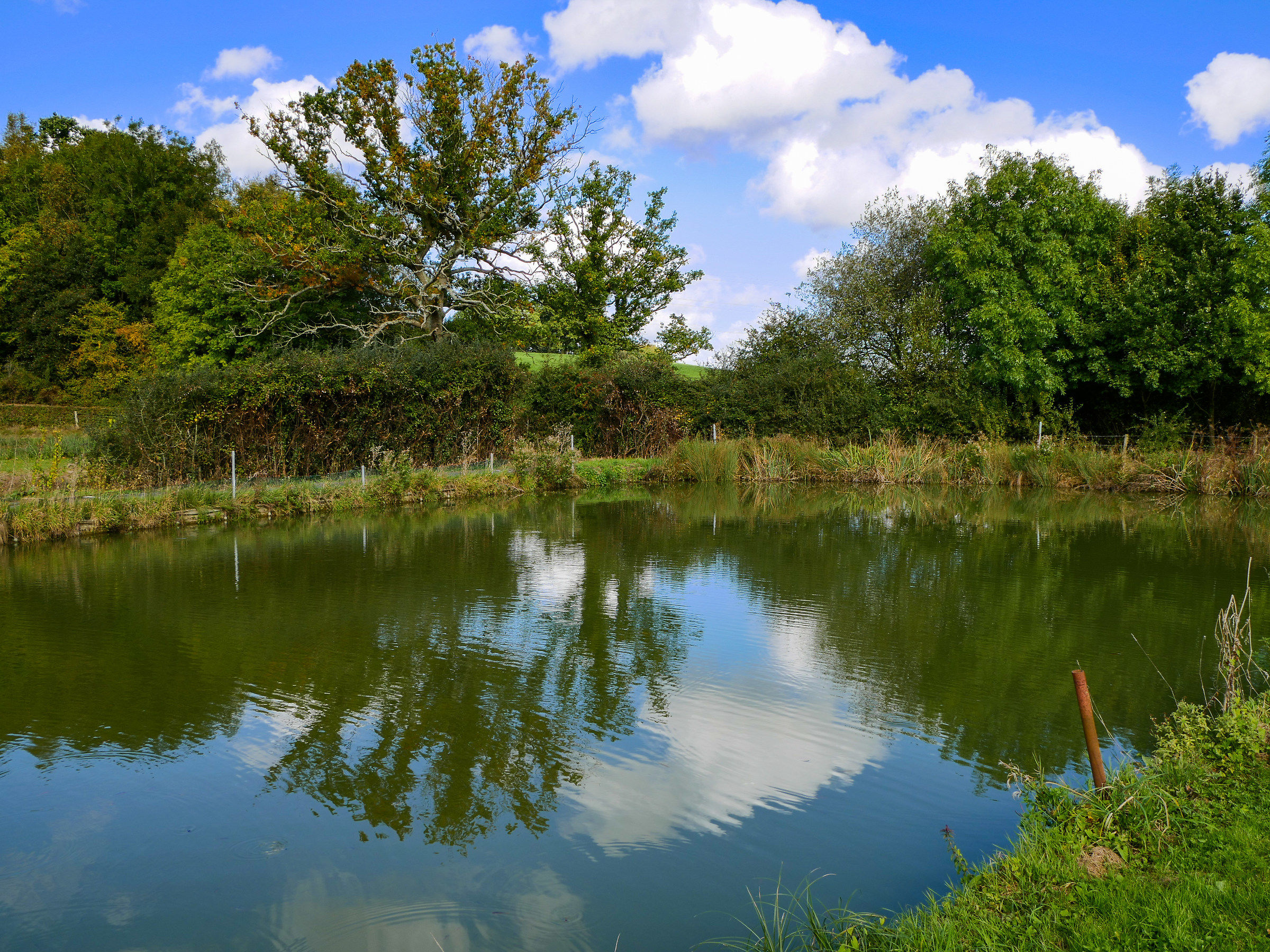 Alberi al Bowlake fishfarm