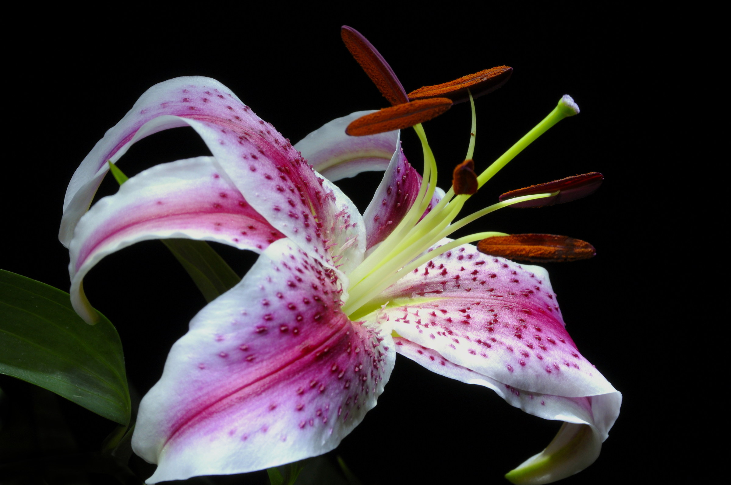 lilium speciosum