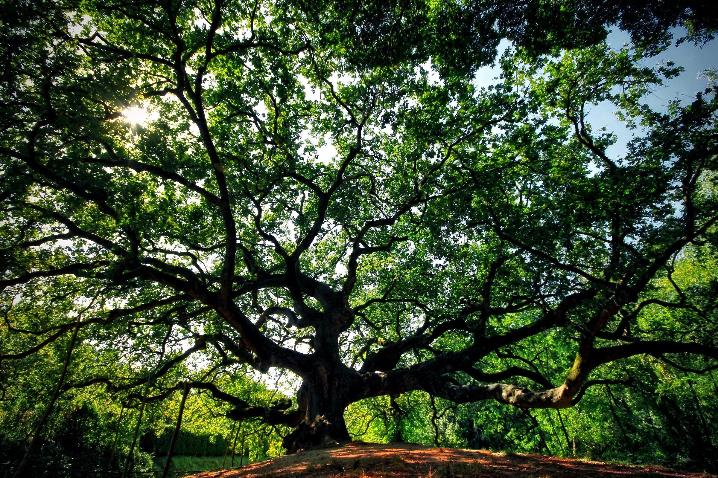Quercia delle Streghe