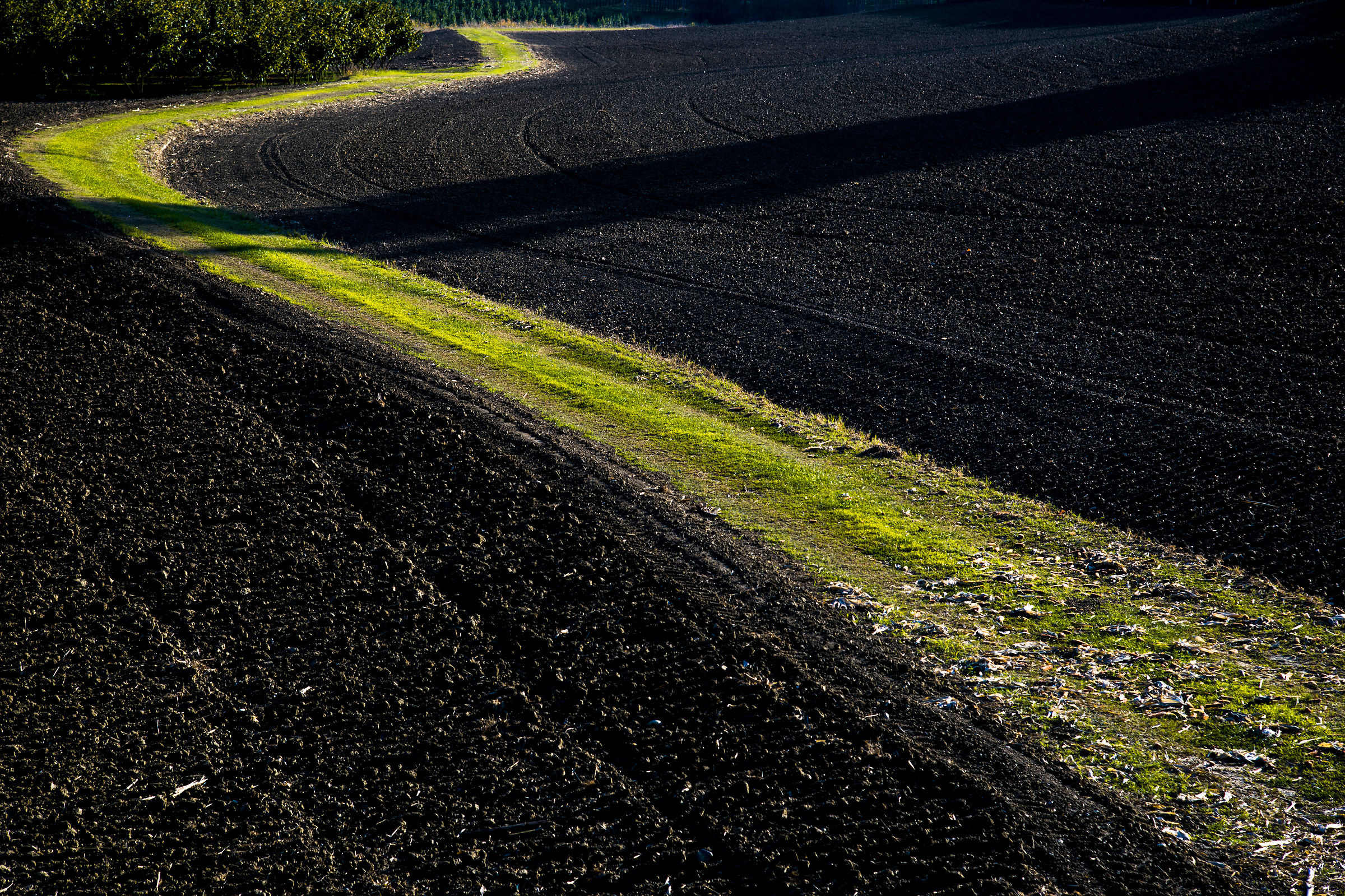 Tagliata da un'ombra lunga