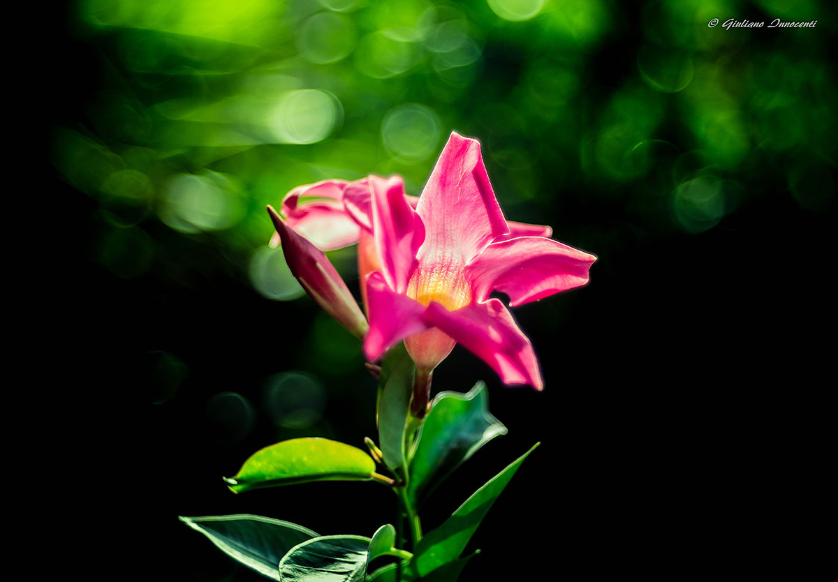 dipladenia