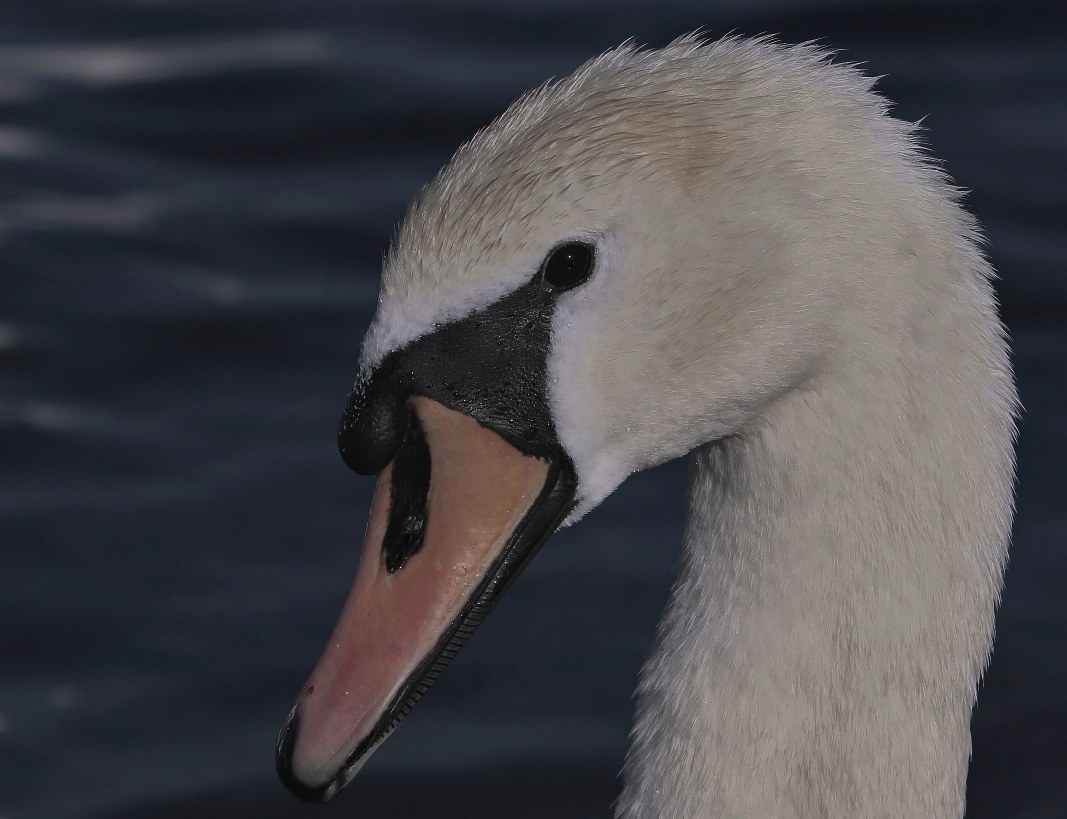 portrait of swan