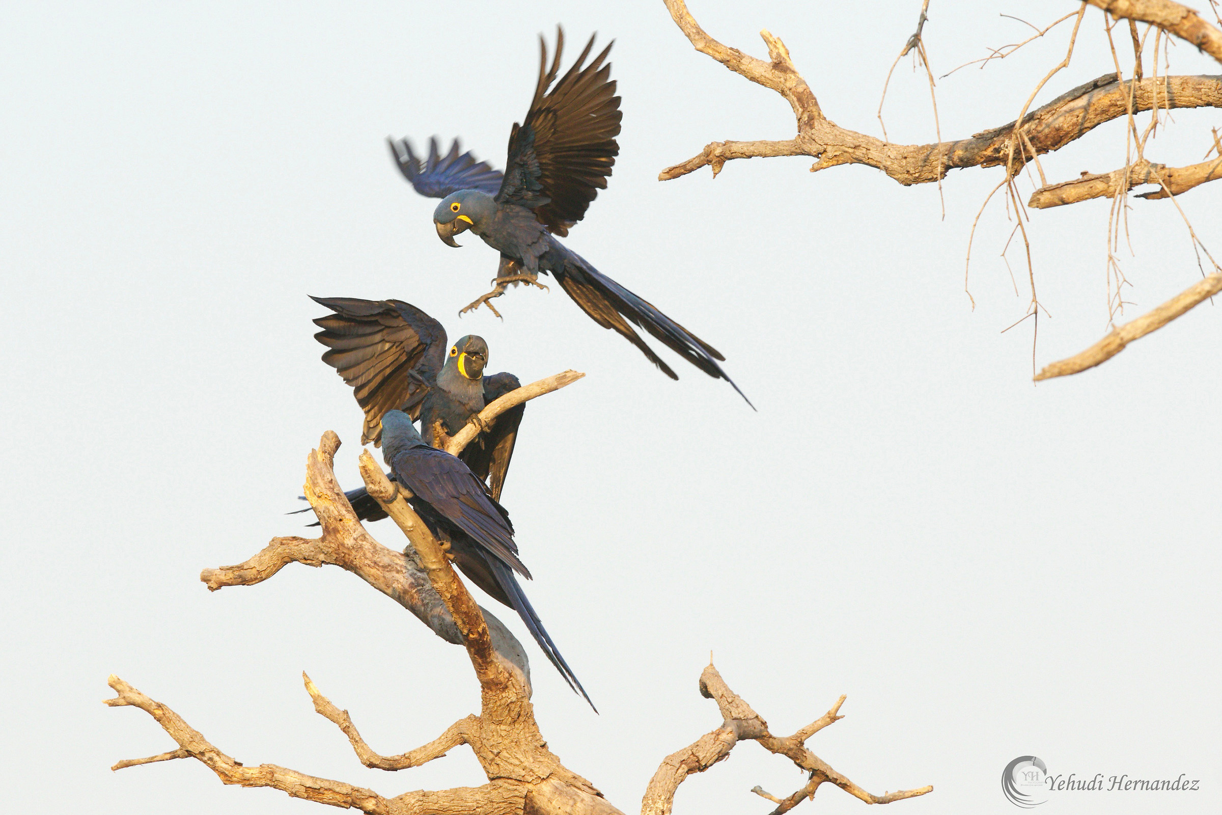 Hyacinth  Macaws