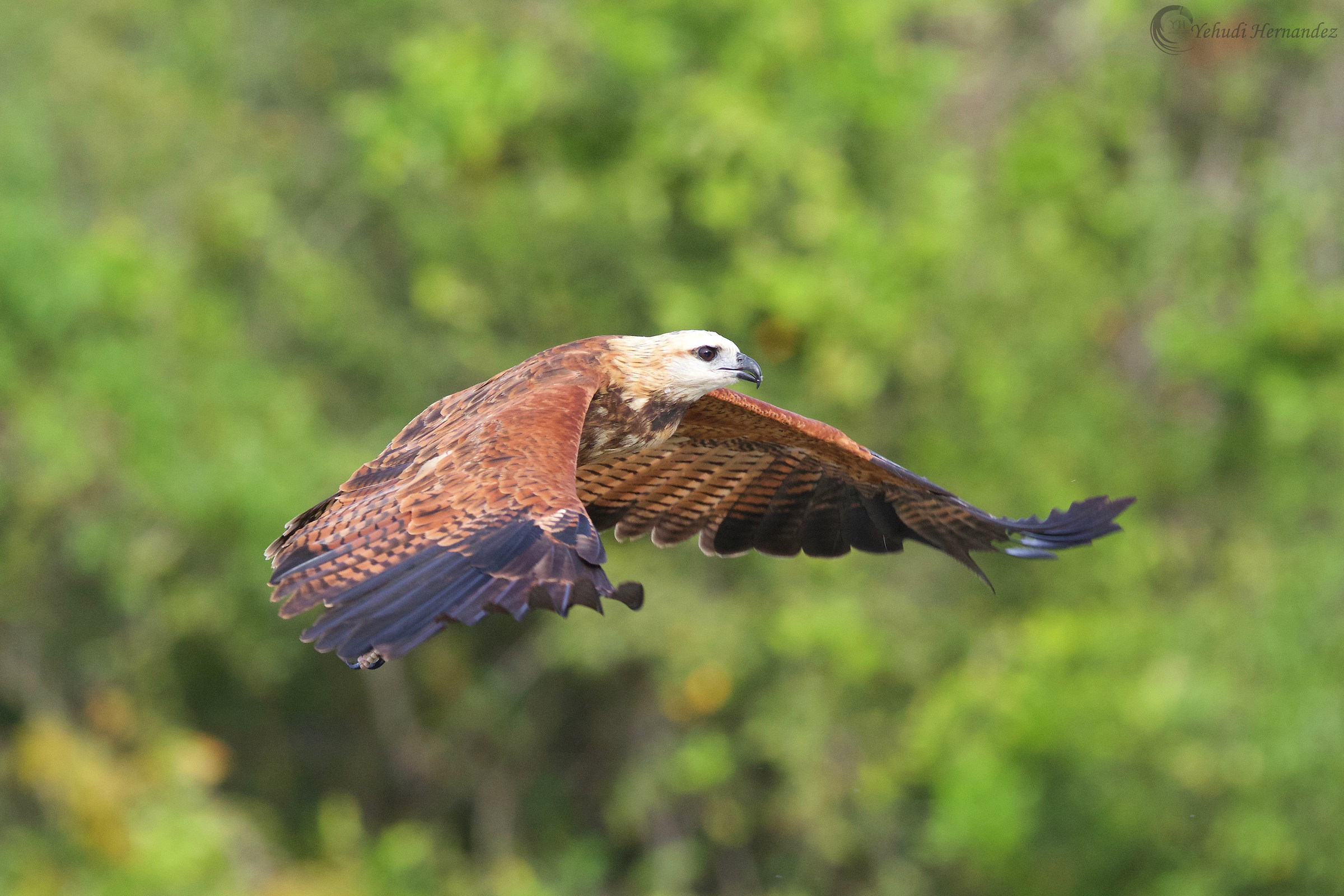 Black collared hawk