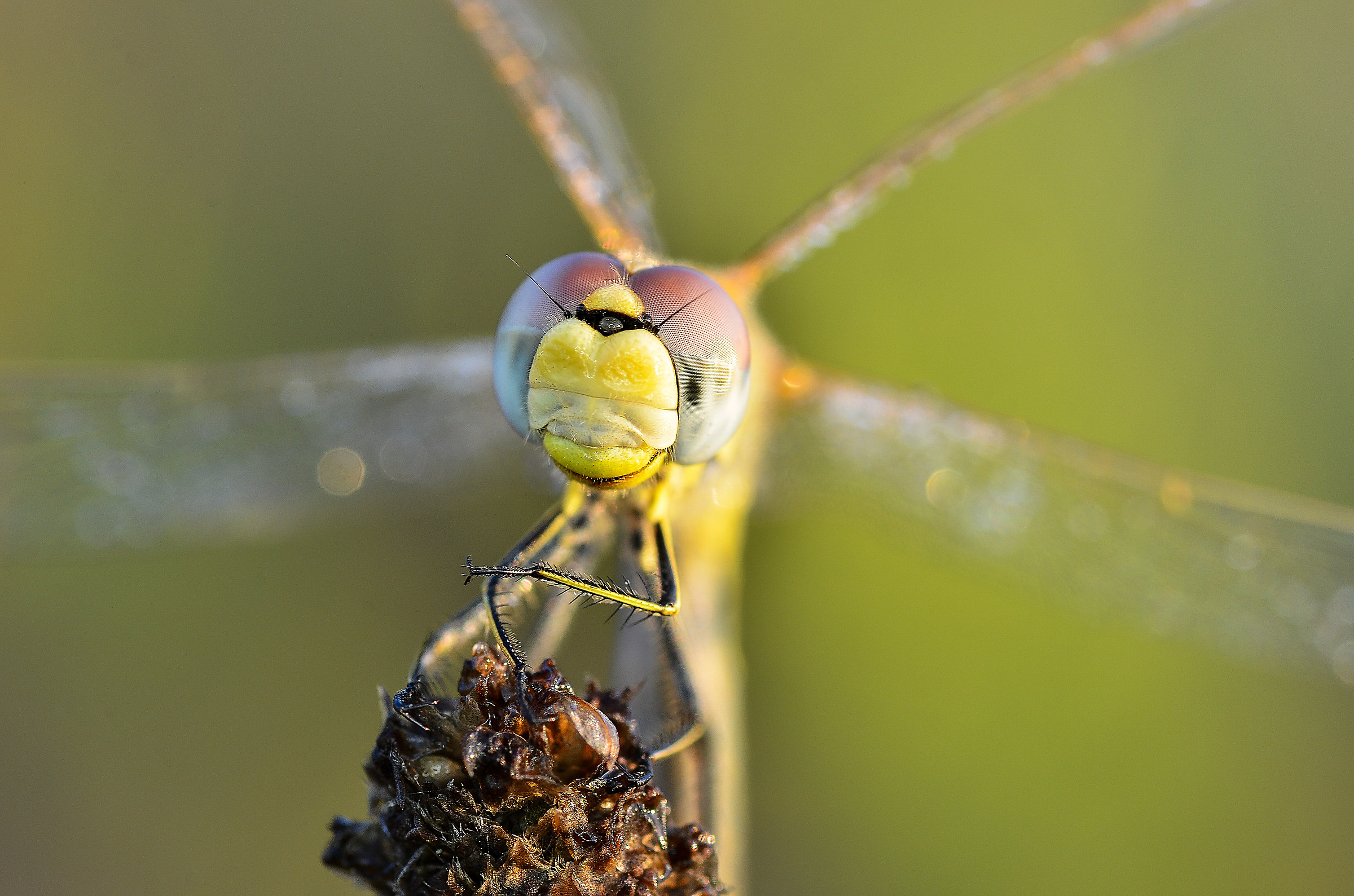 Da quella parte, signore