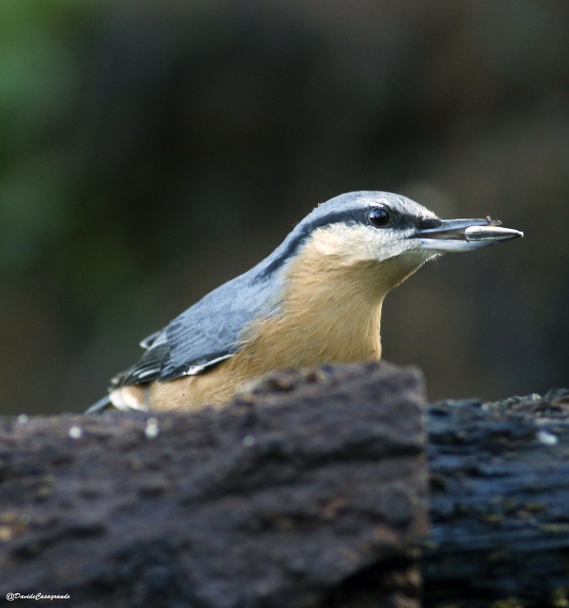 Picchio  muratore ( sitta europaea )