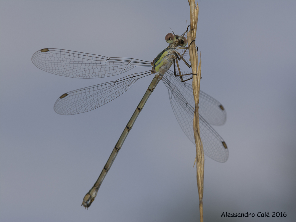 Lestes viridis 6332