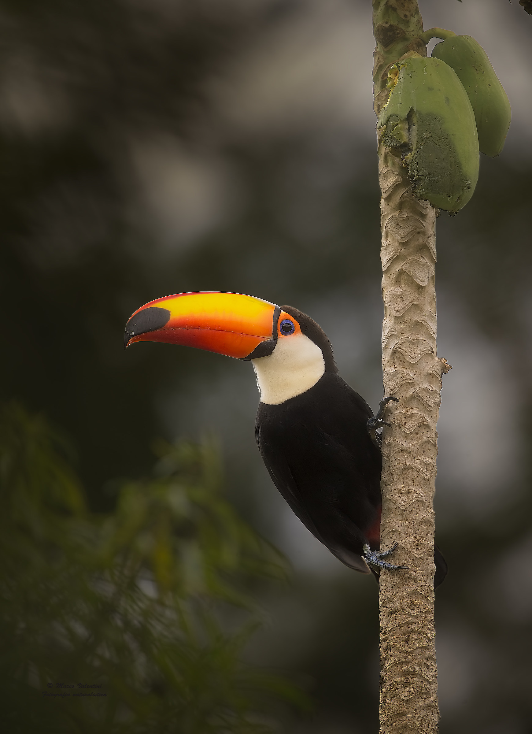 Slurp ... that papaya!