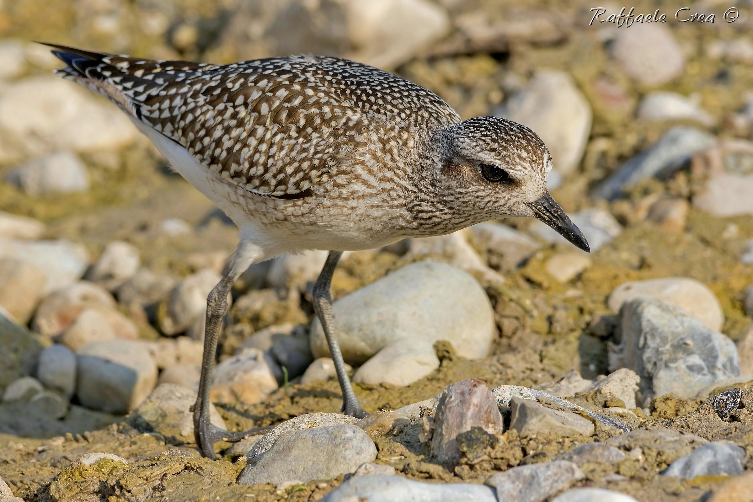 Grey Plover