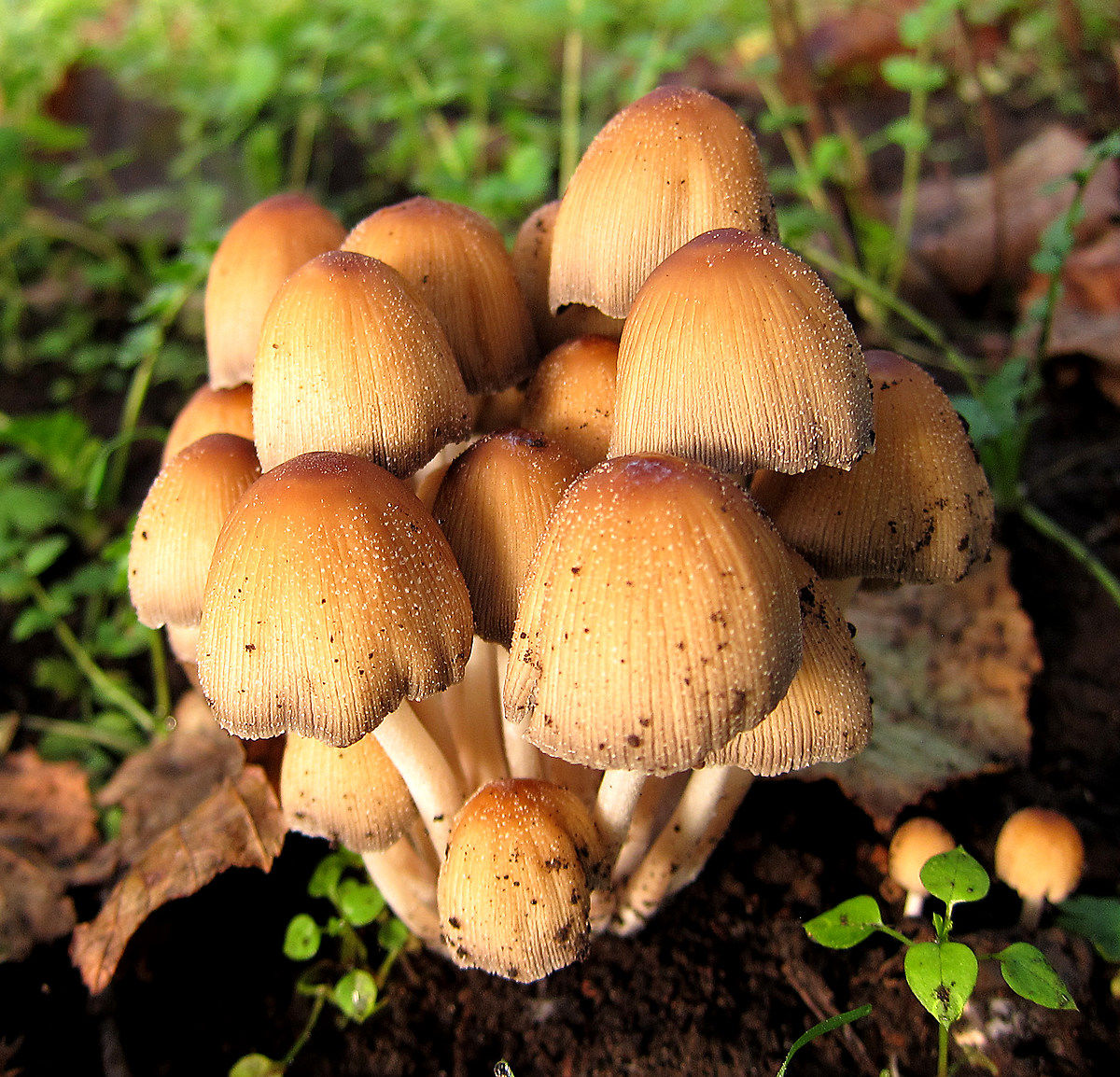 of Mushroom bouquet.