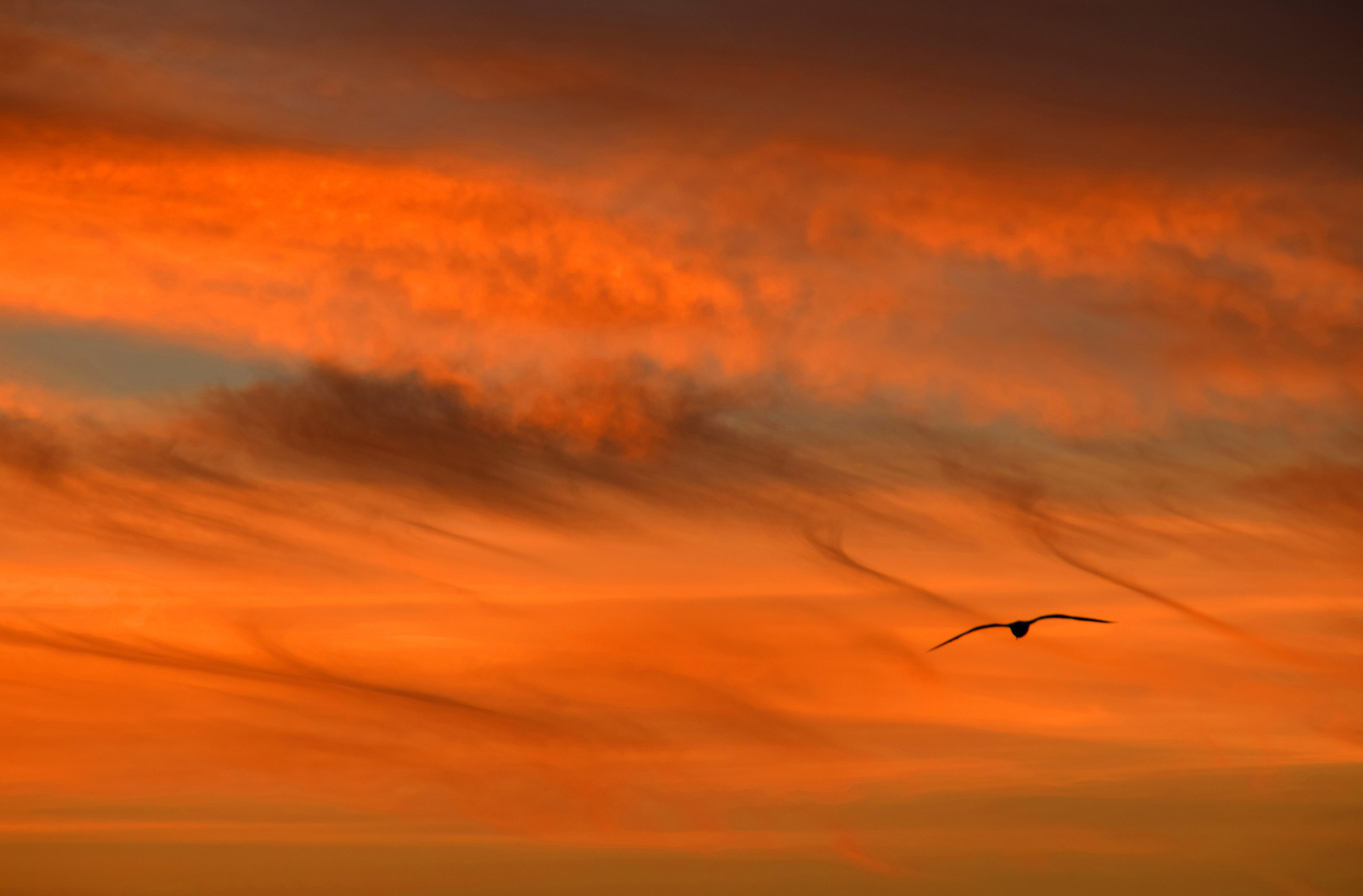 Seagull in the dawn sky red