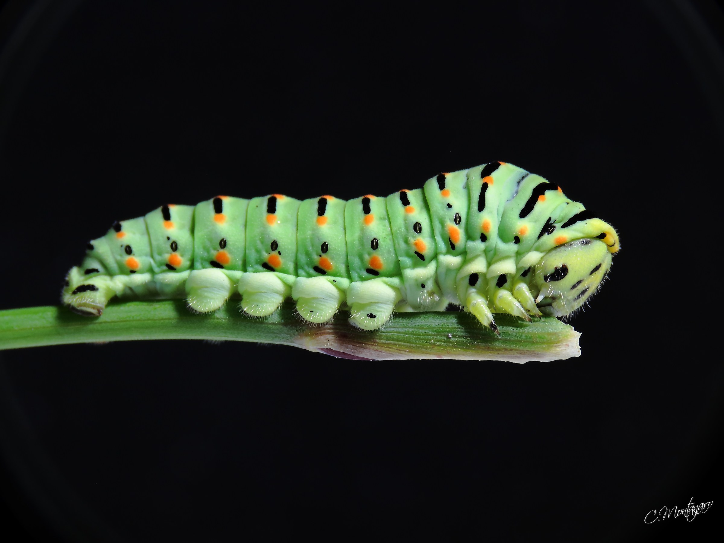 Caterpillar of swallowtail