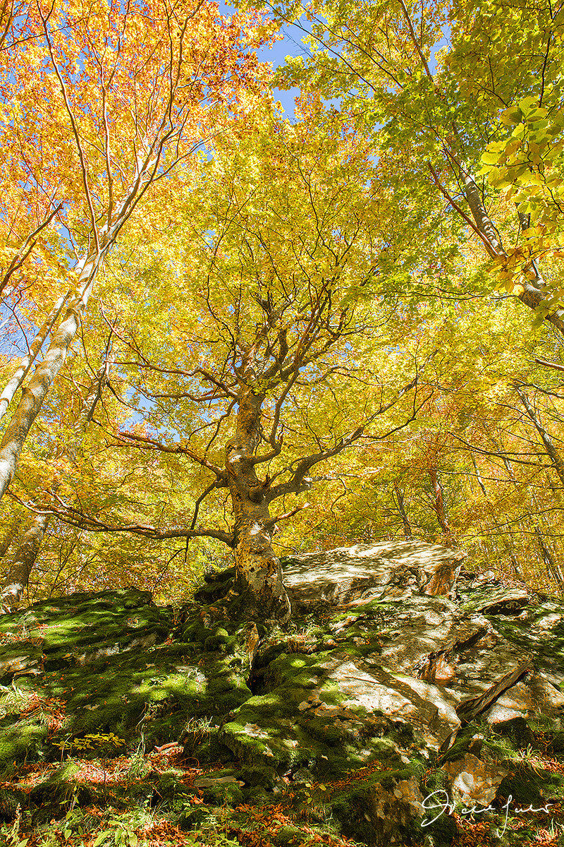 Autumn in Val d'Orcia