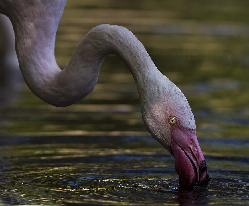 Greater Flamingo