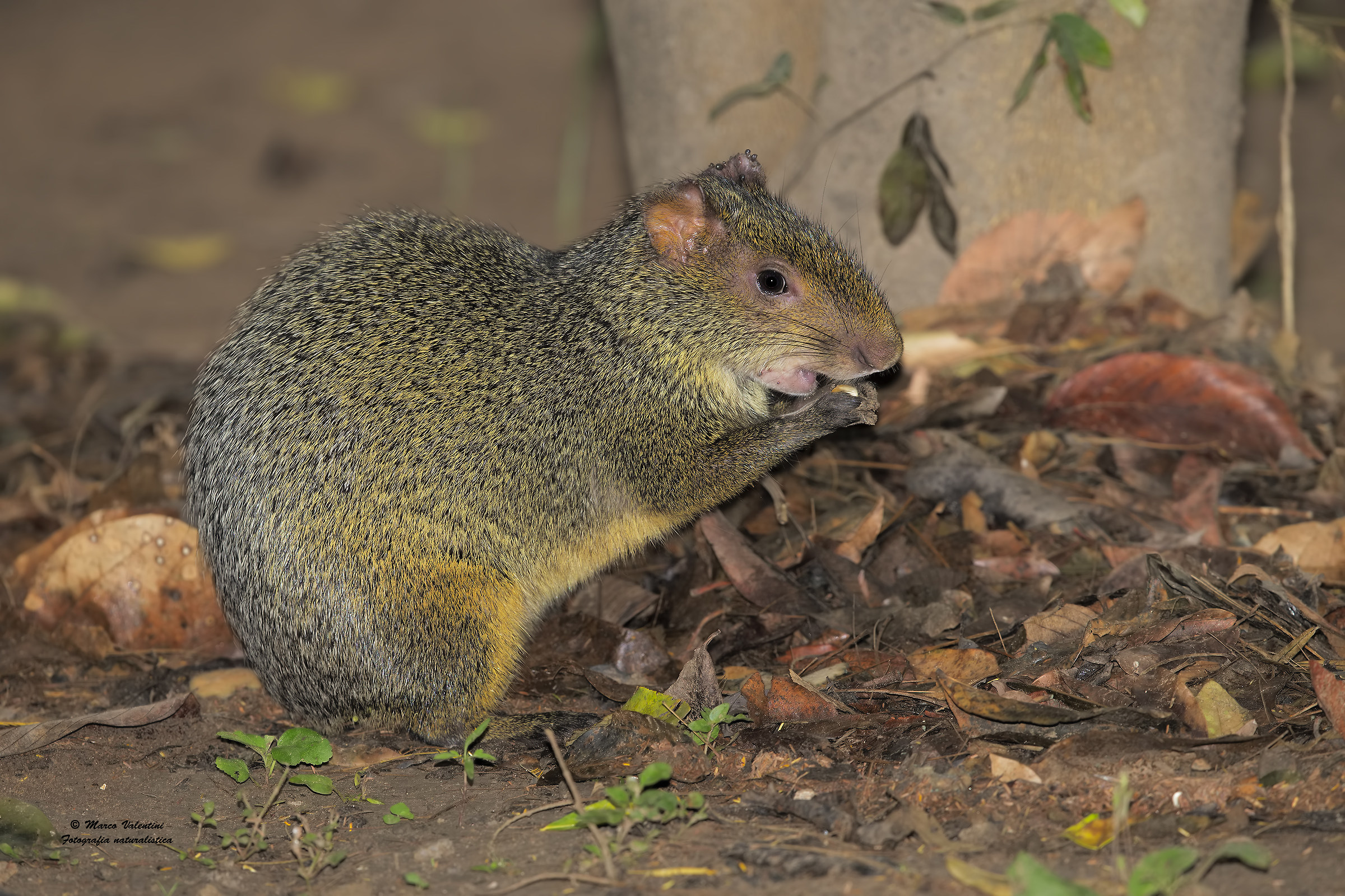 Spotlight sull'aguti