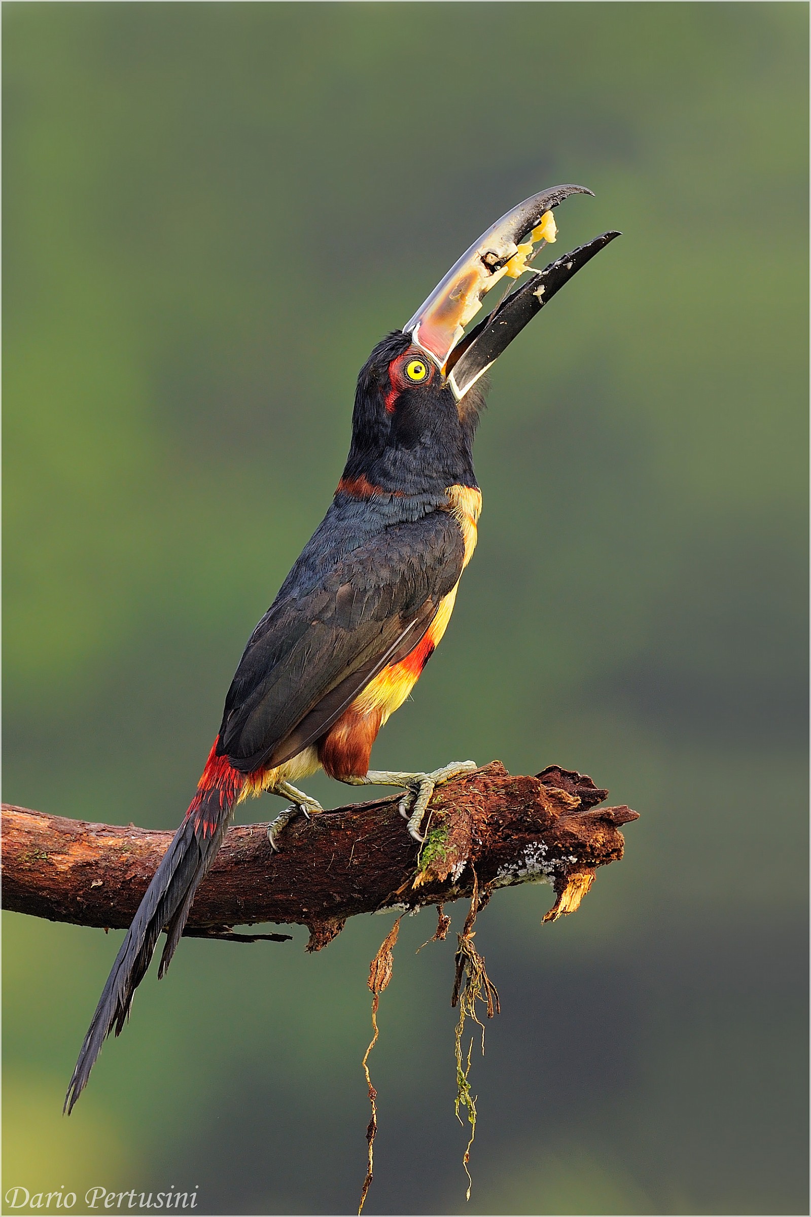 The meal of the toucan