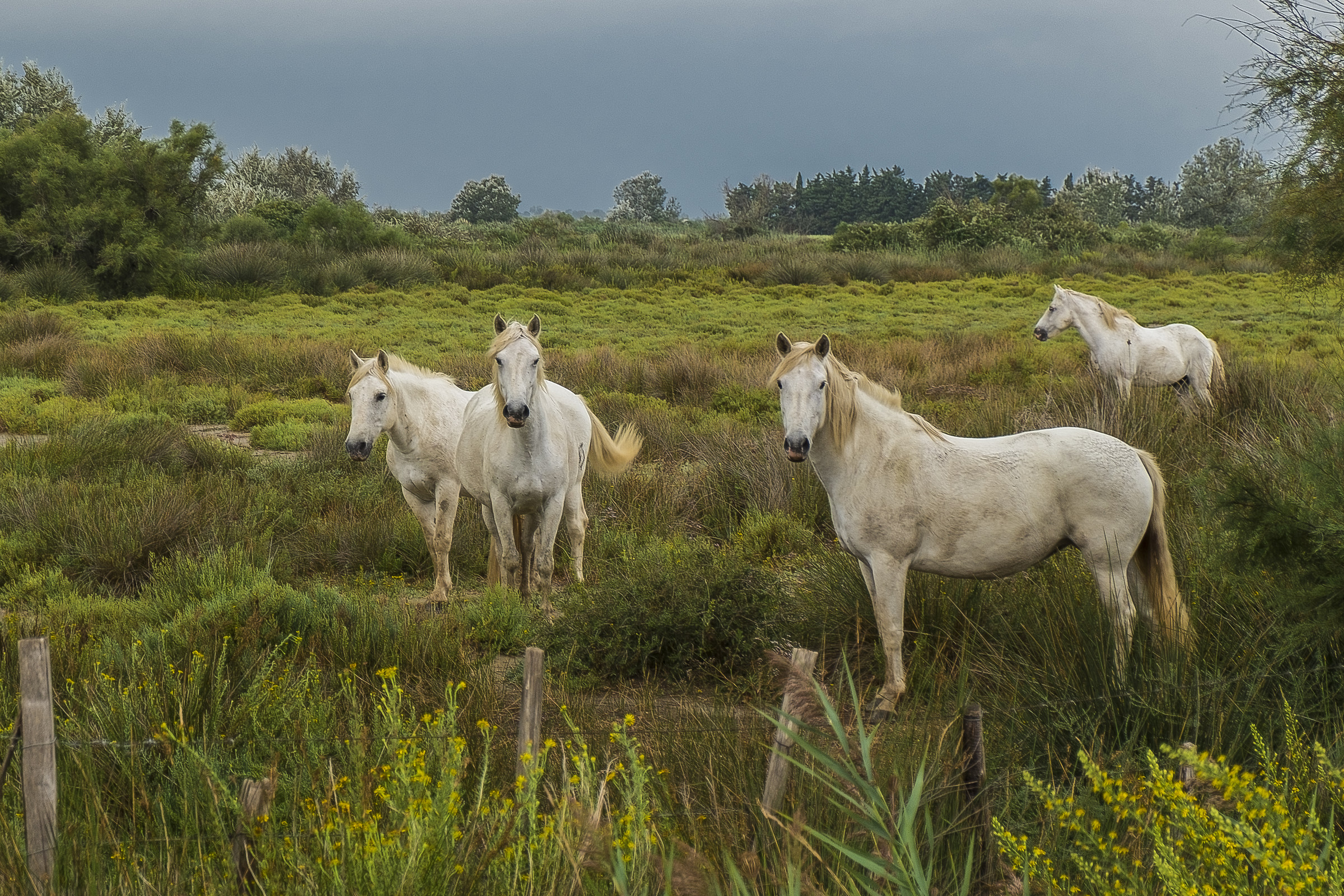 Camargue