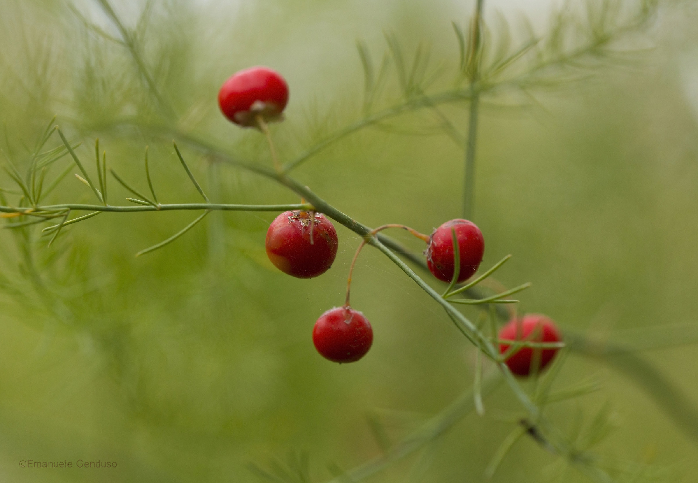Asparagus officinalis