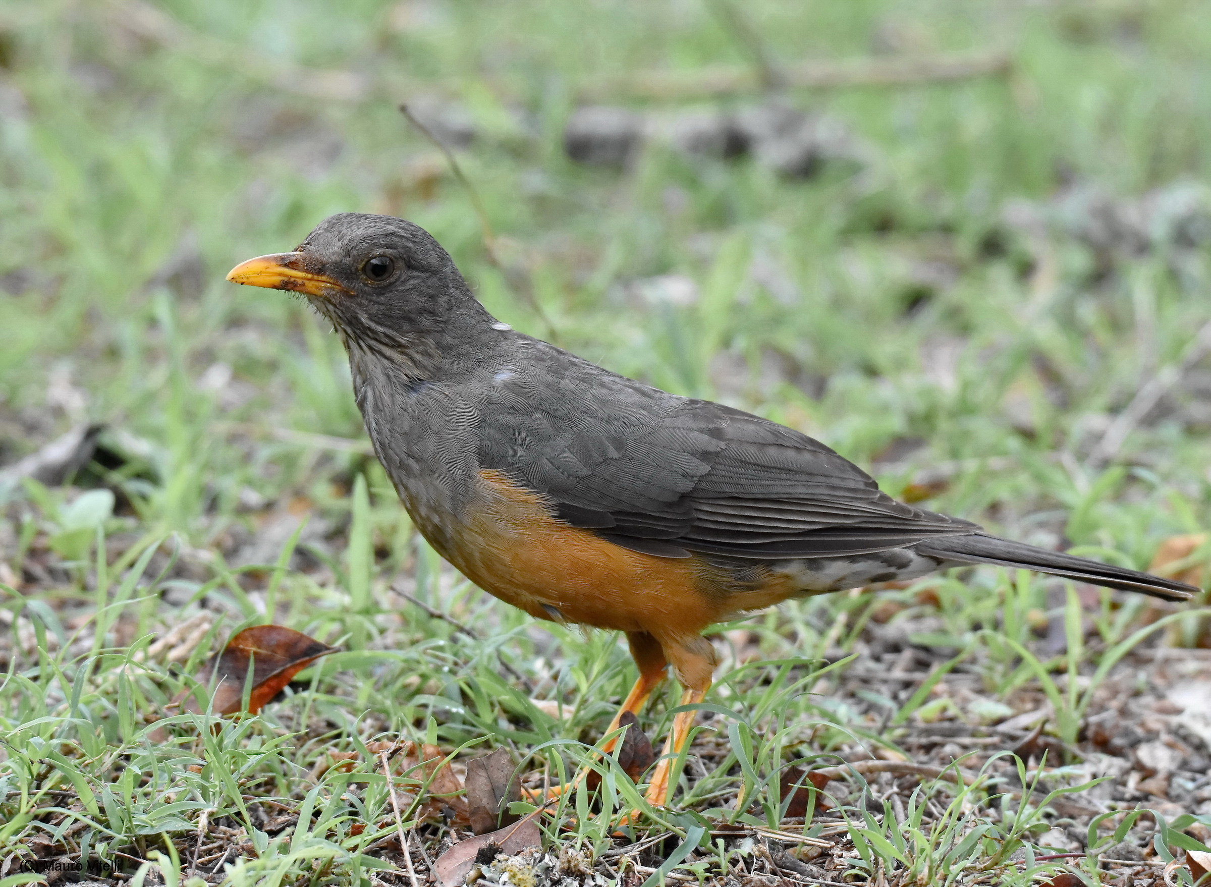 Olive Thrush (Turdus olivaceus)