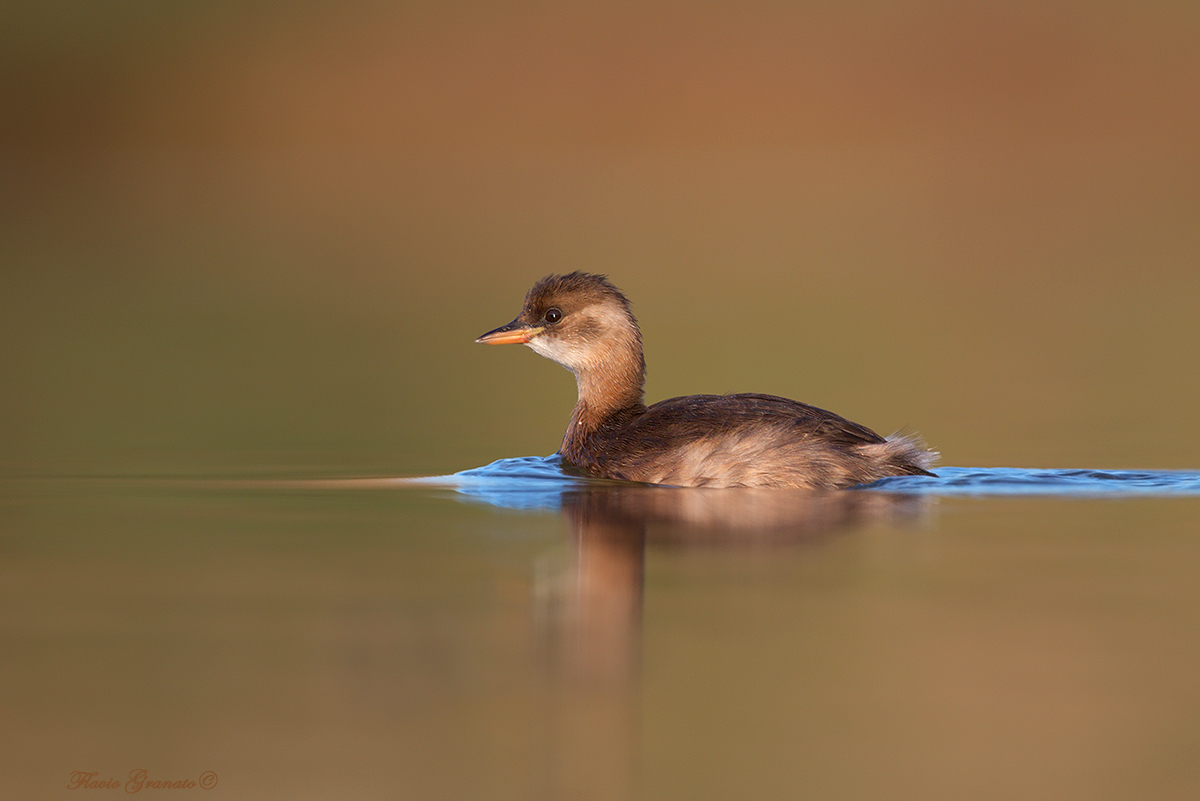Sunrise, golden hour