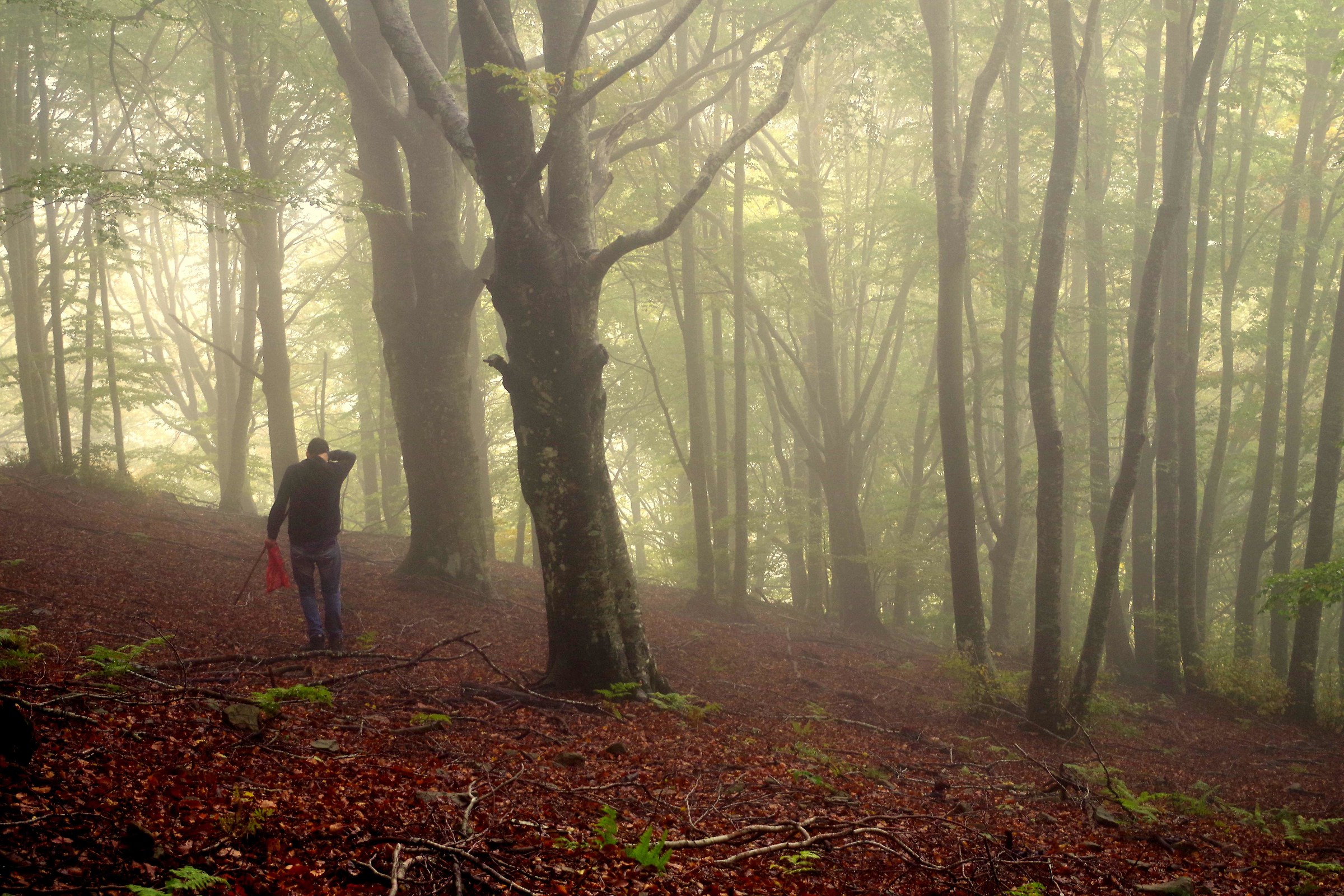 The Seeker Mushrooms