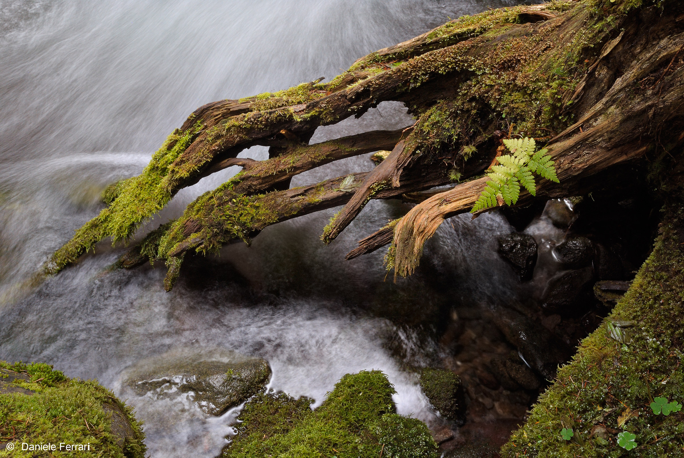 Among the ancient roots