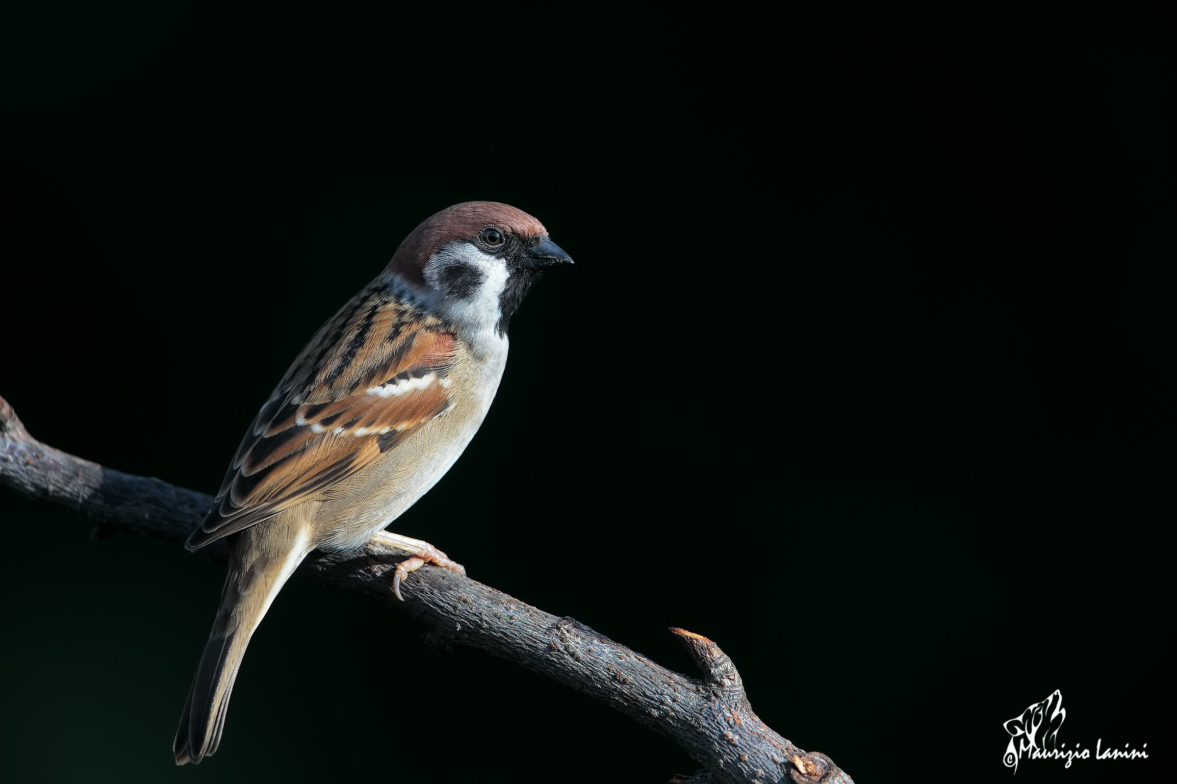 The much-exploited tree sparrow (HD)