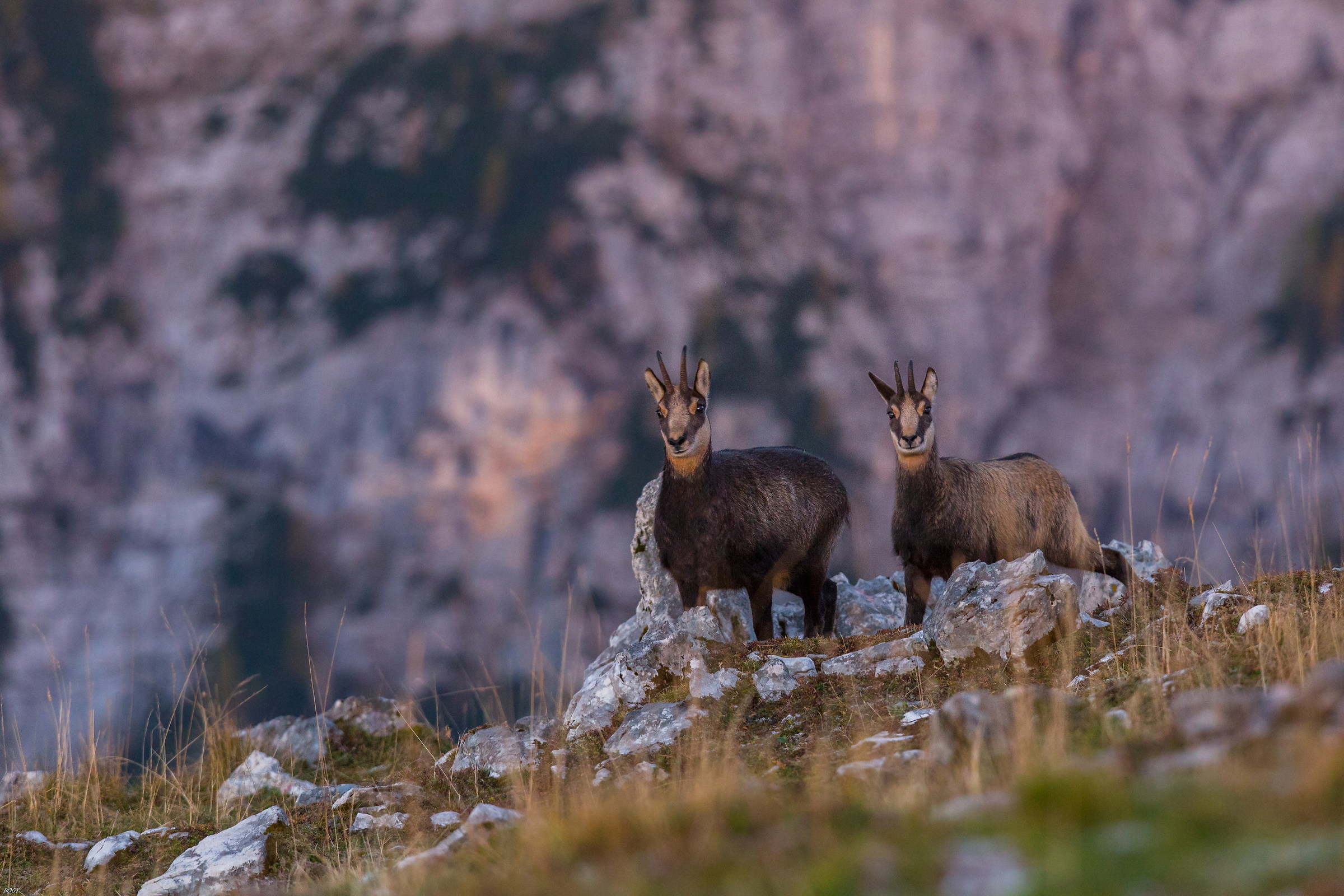 quando brillano al primo sole del mattino