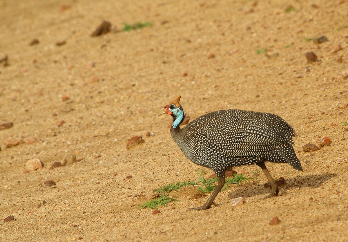 Guinea fowl