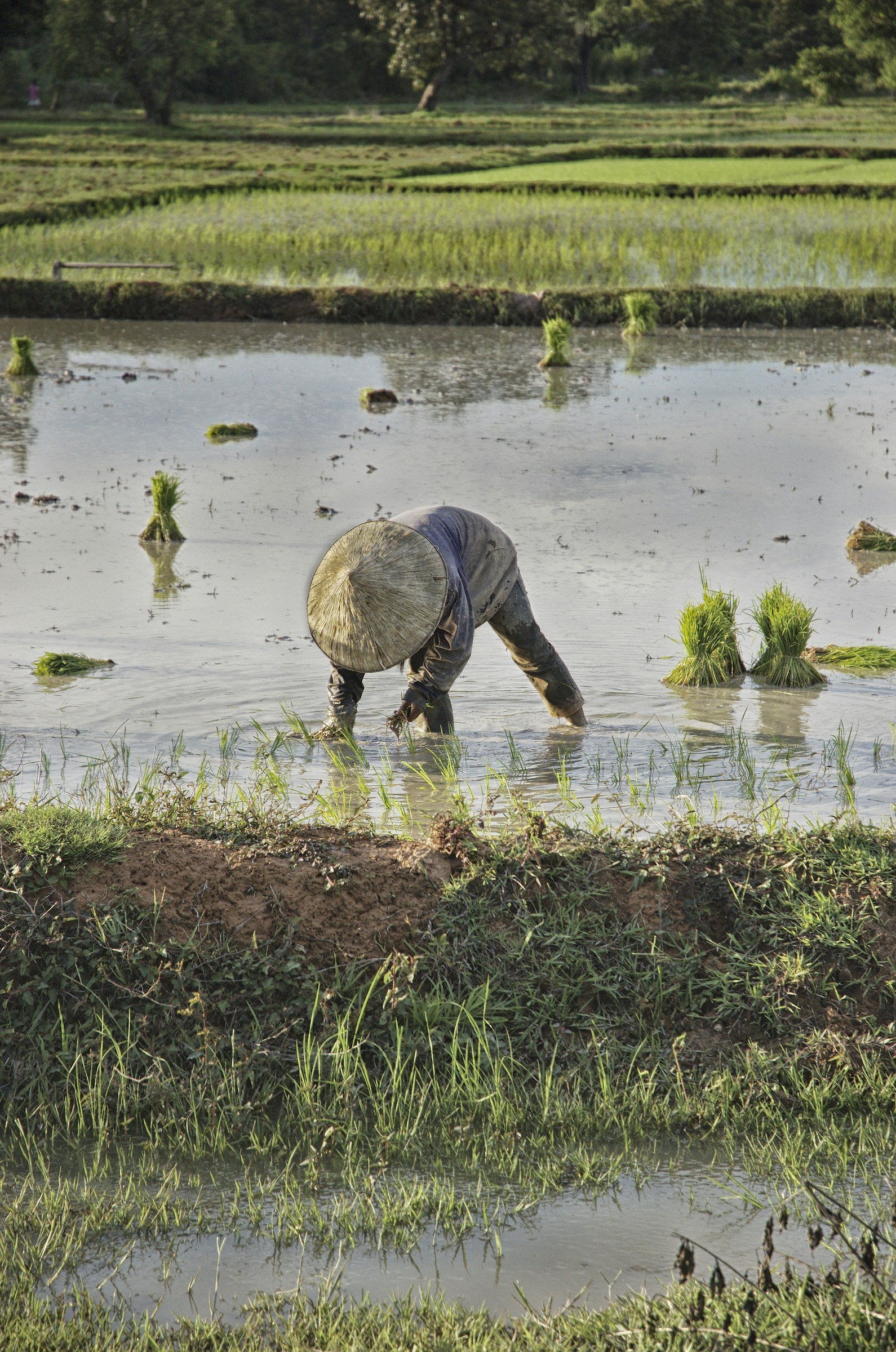raccolta del riso - Laos