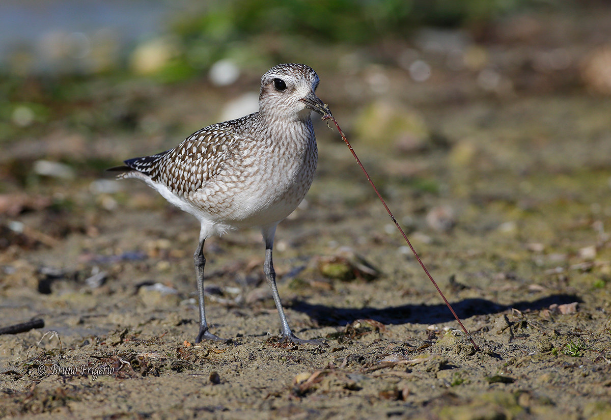Gray plover, gently slips off the worm from the ground