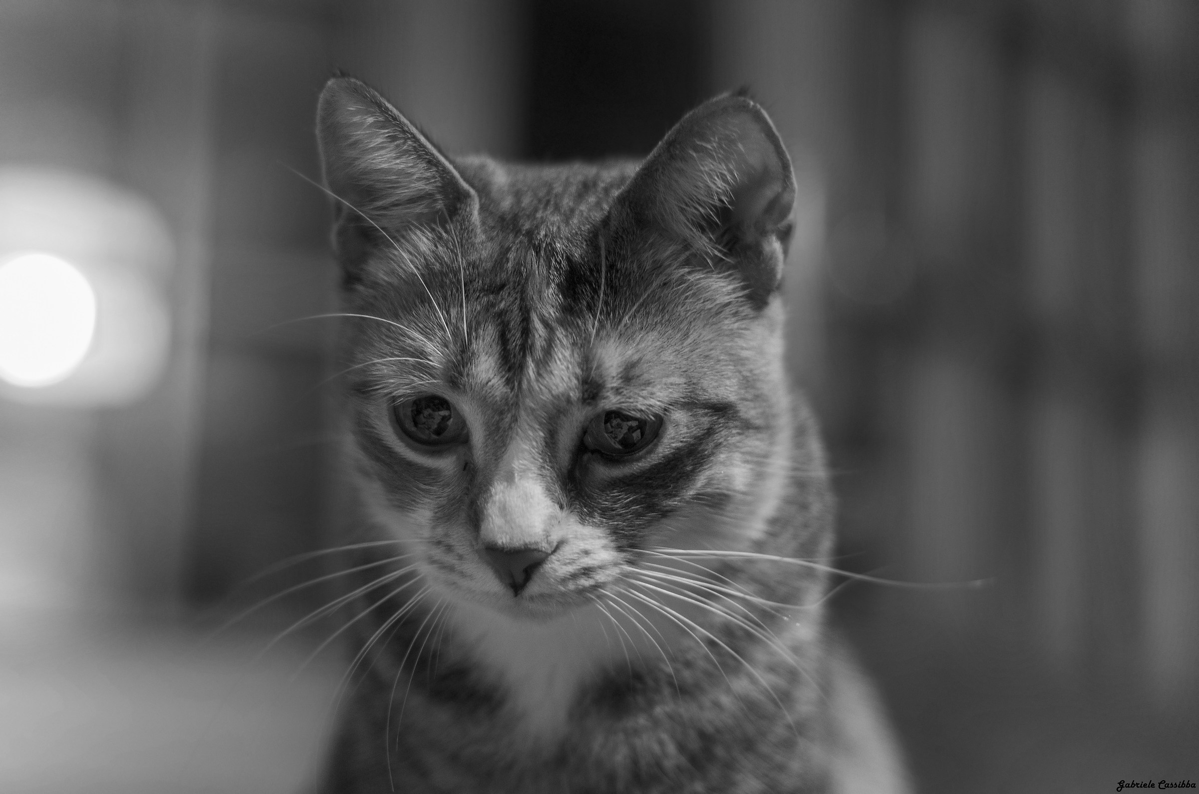 Reflections of a cat