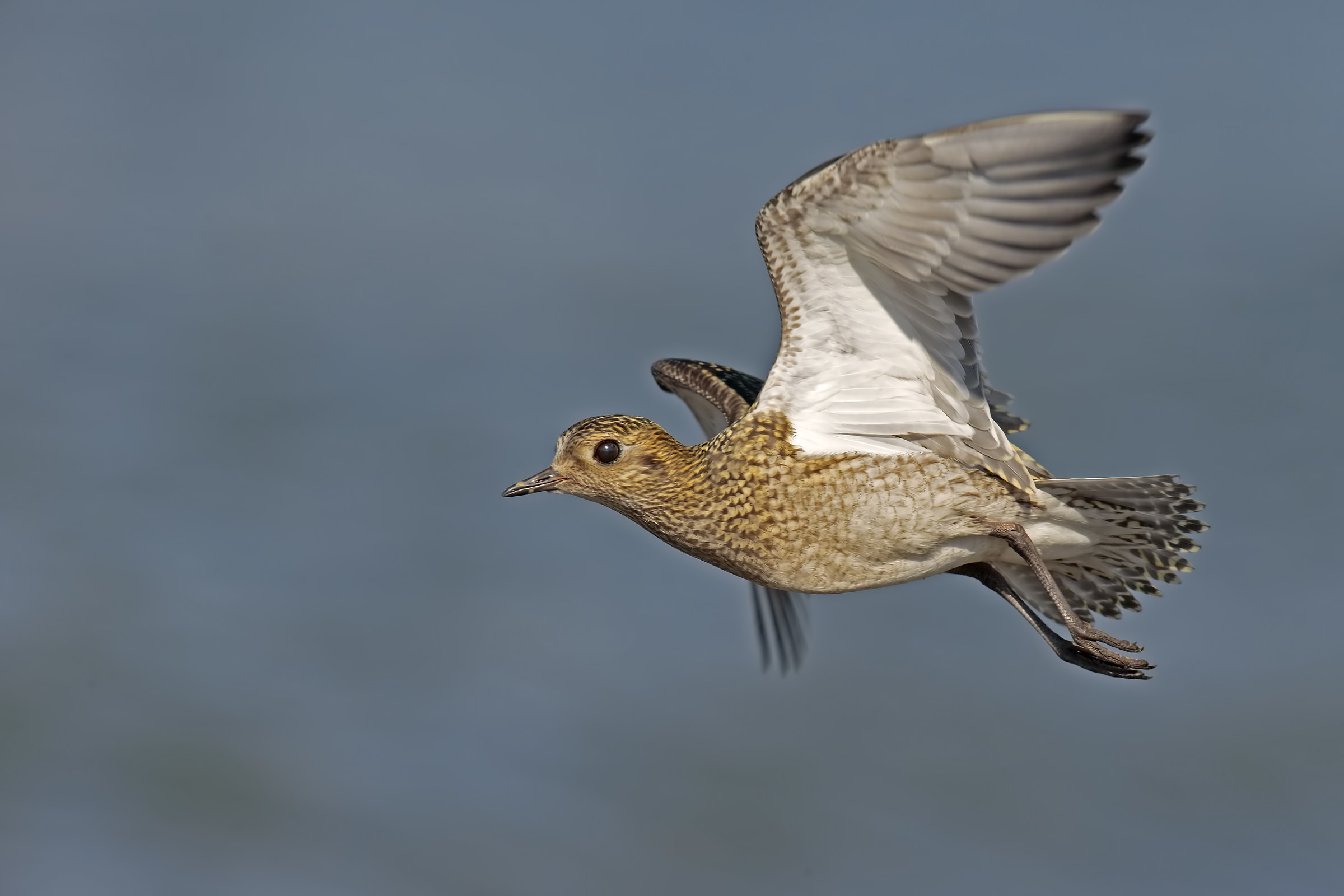 Golden Plover