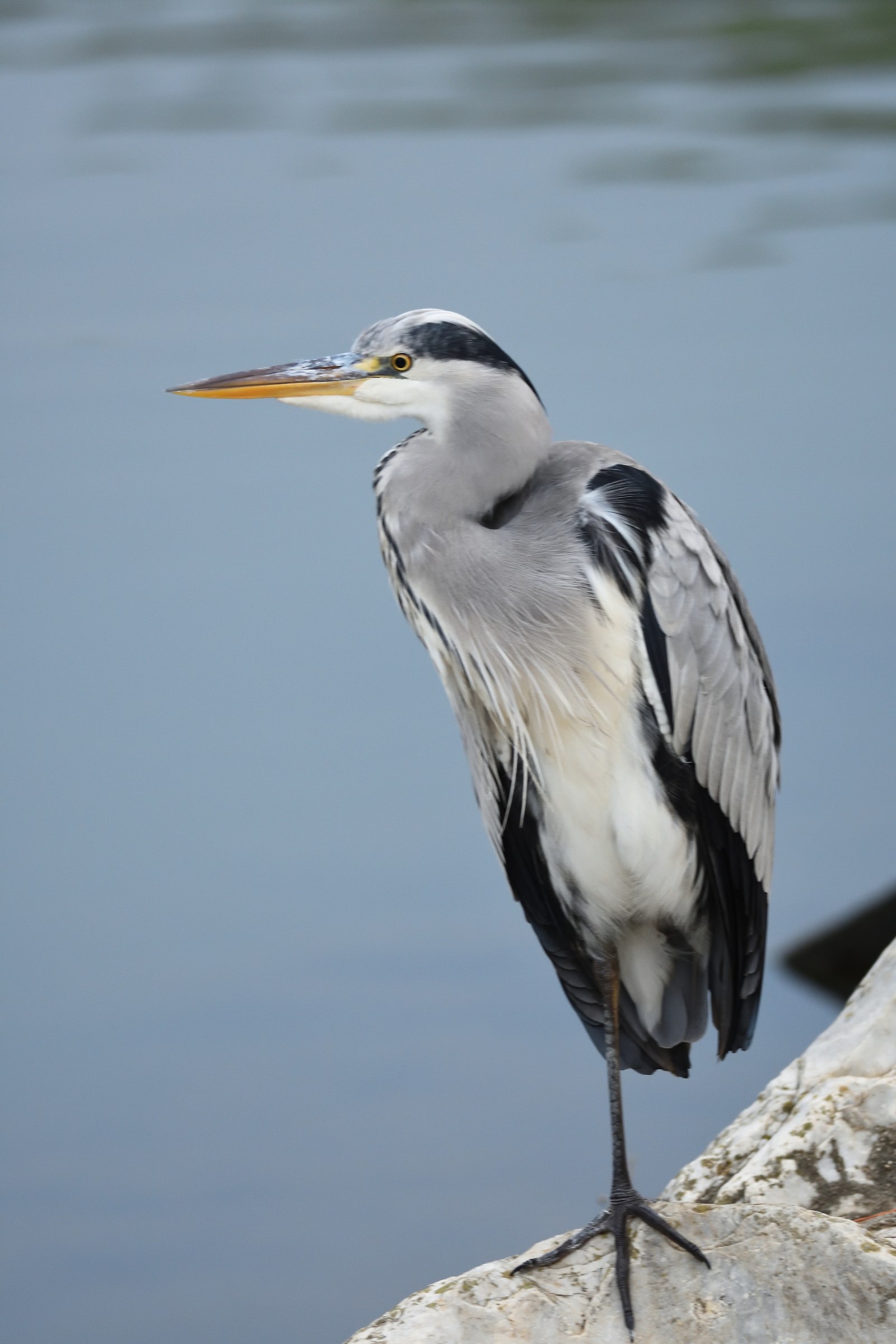 Grey Heron