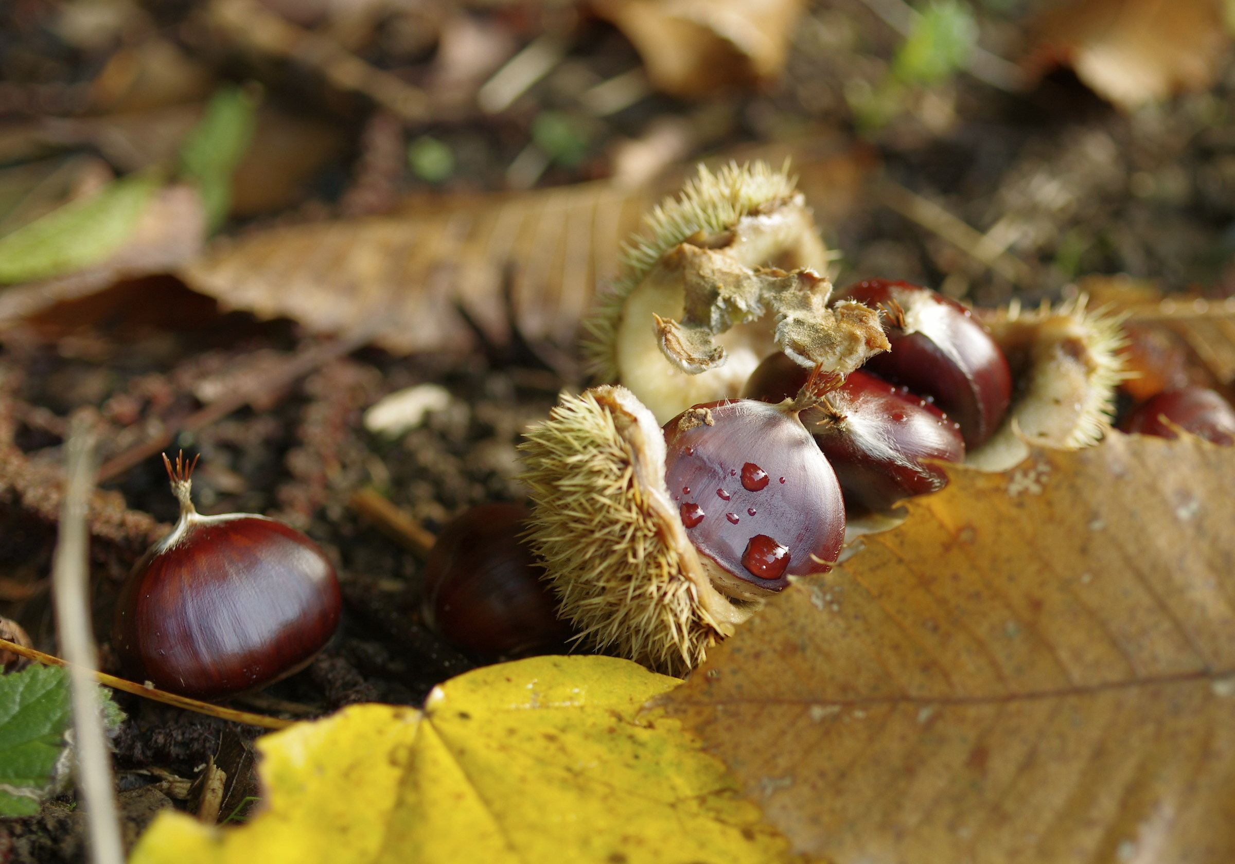 chestnuts