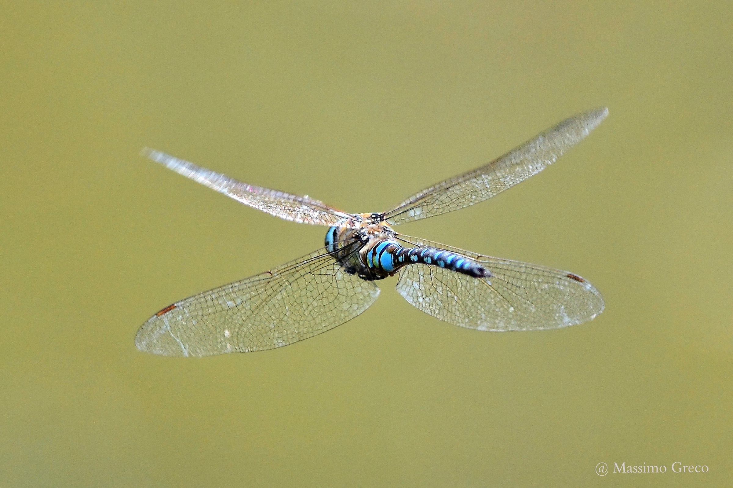 Anax imperator