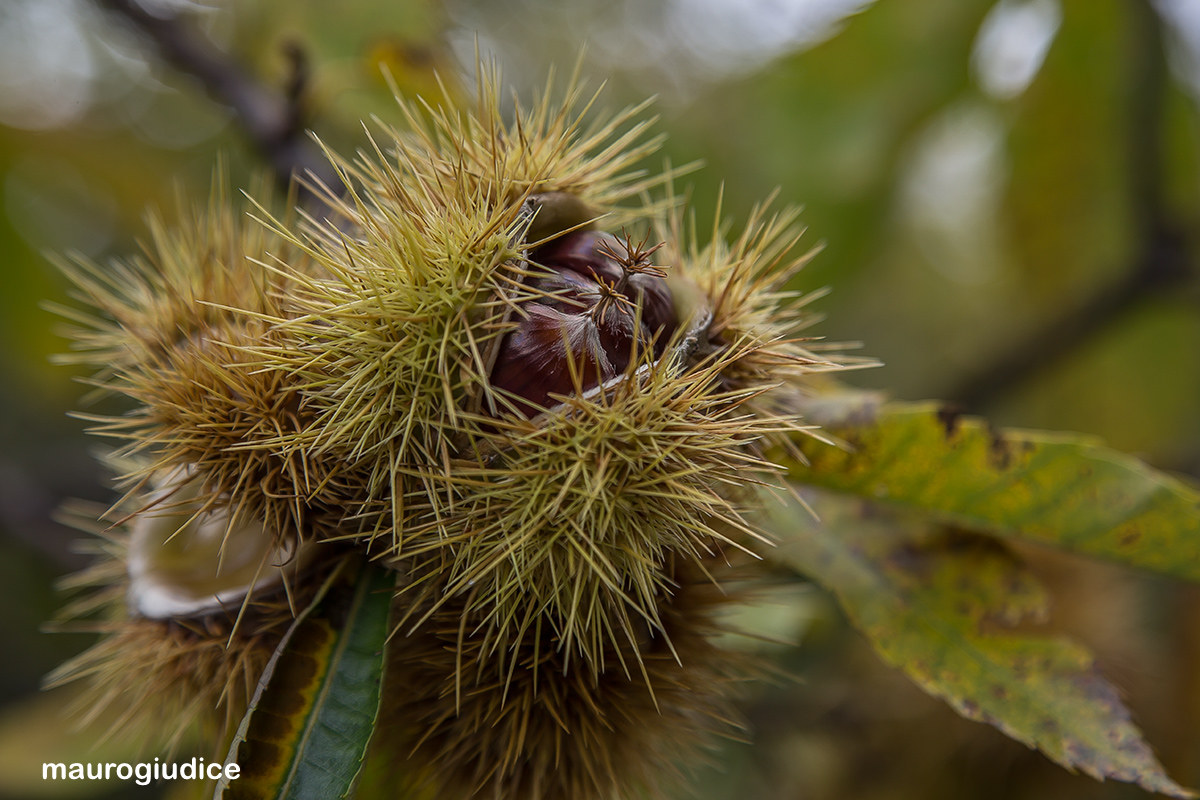 chestnuts
