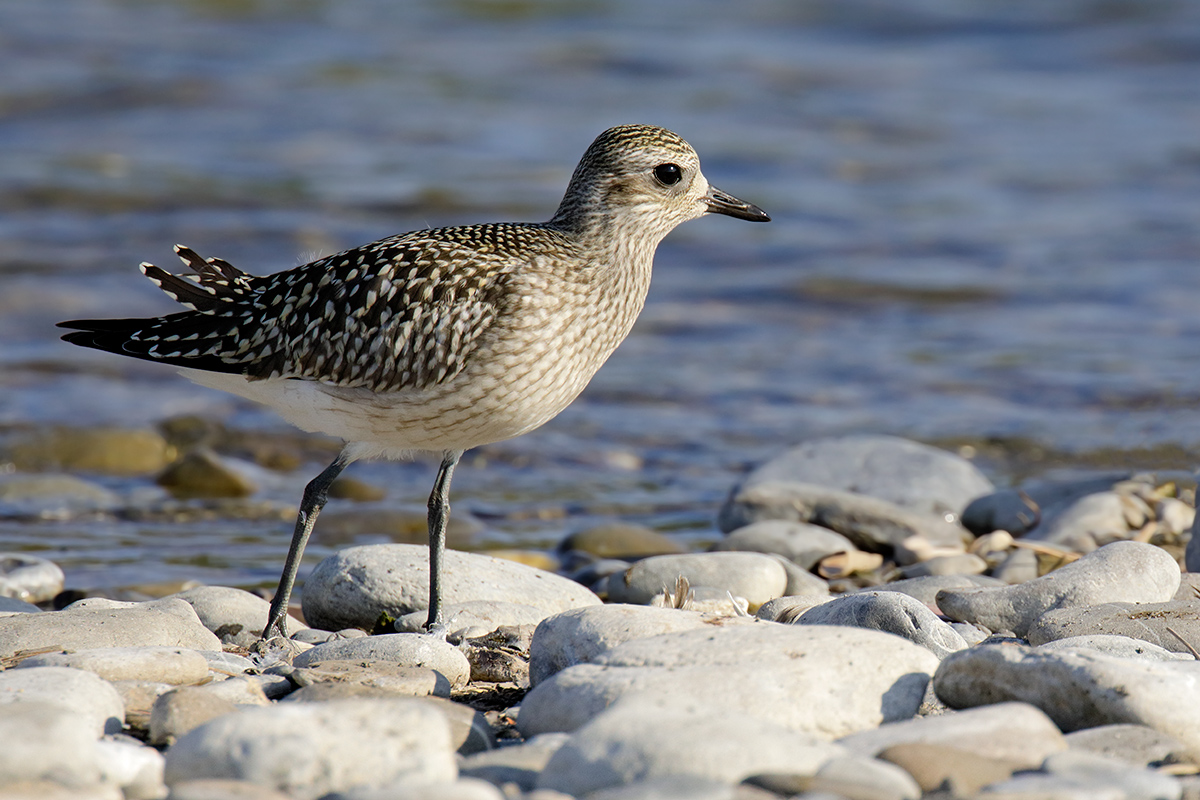 Grey Plover