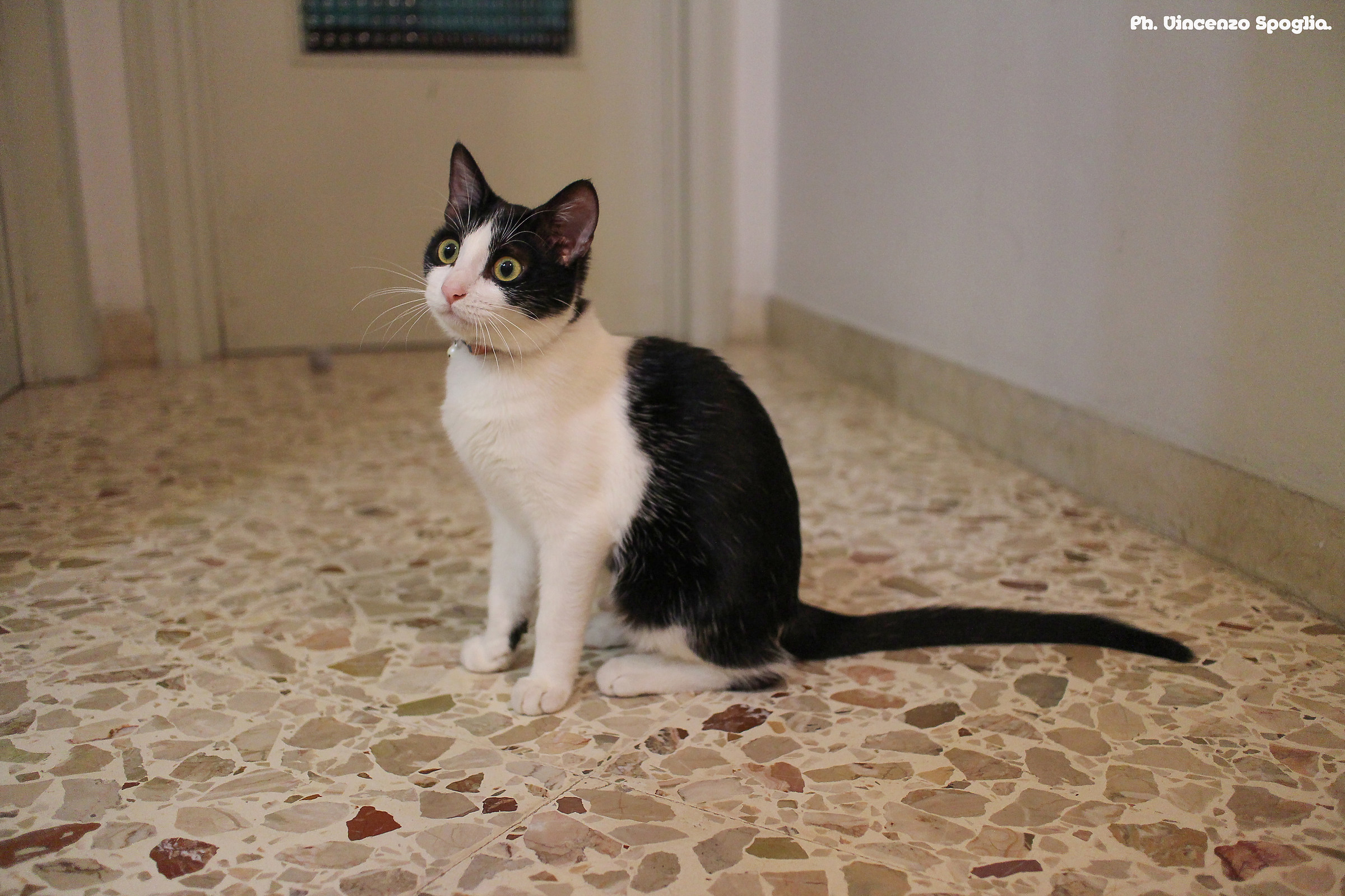 The beautiful Macchia: D