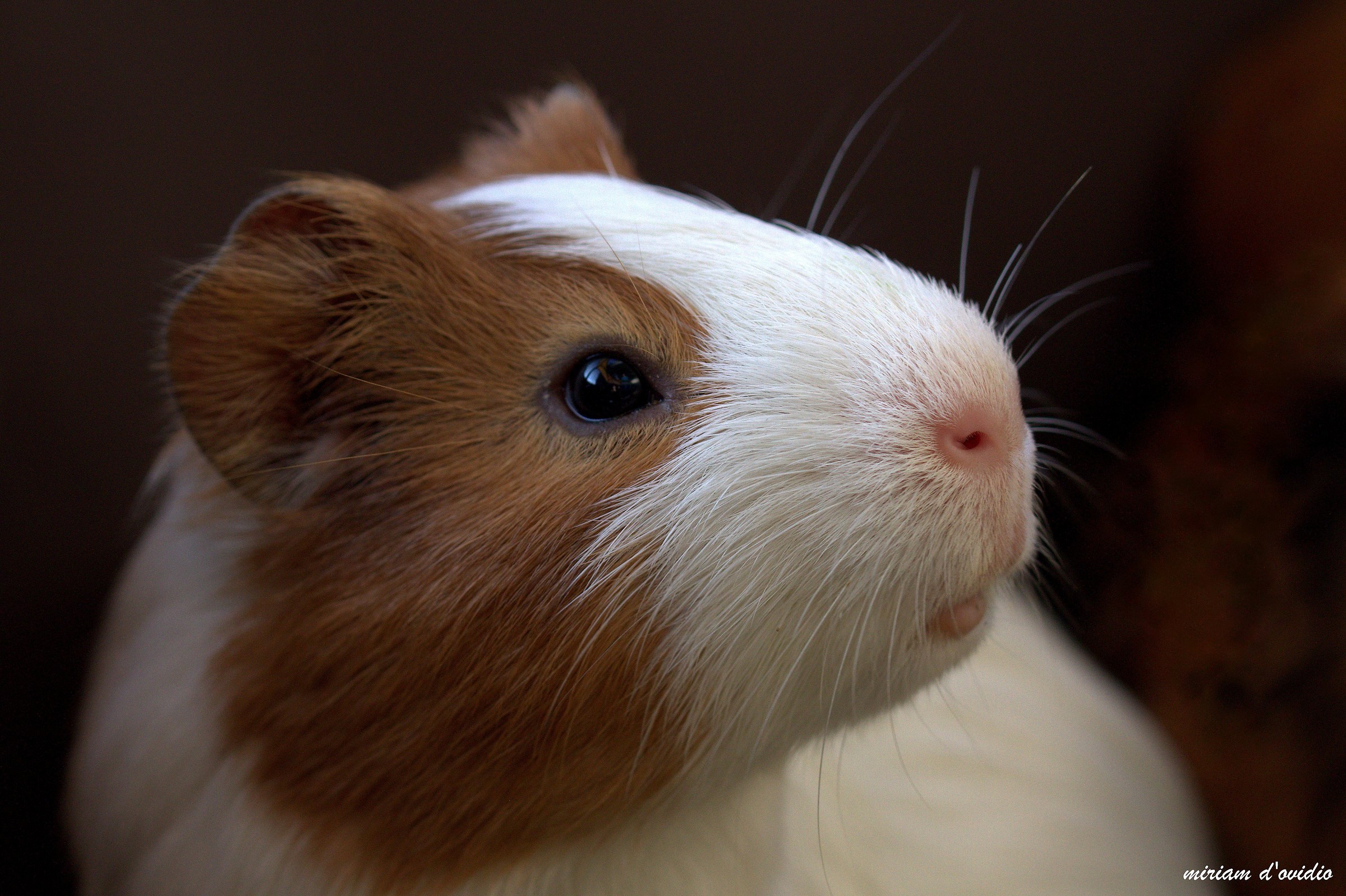 small Peruvian guinea pig