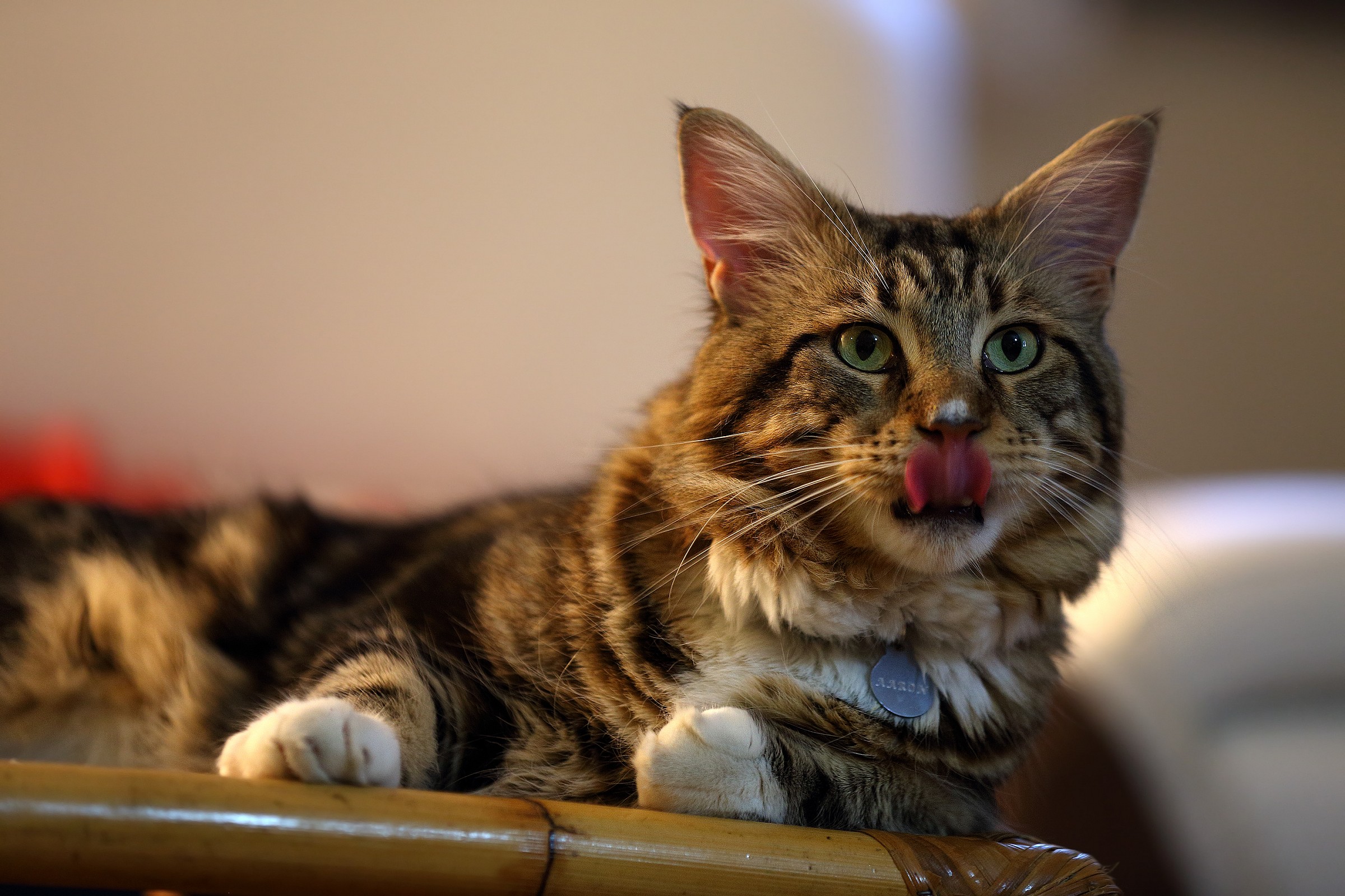 Aaron 5D3 70-200 f2.8 mkII is 1600 iso